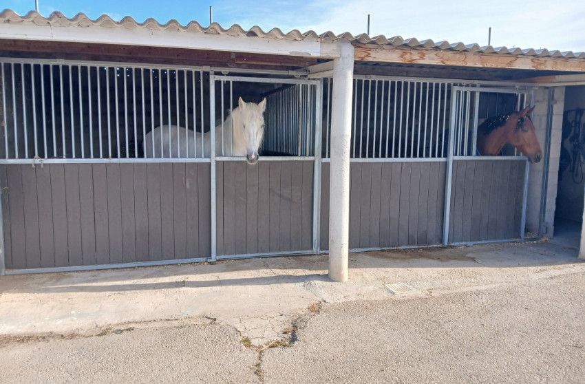 Resale - Equestrian property -
Monovar