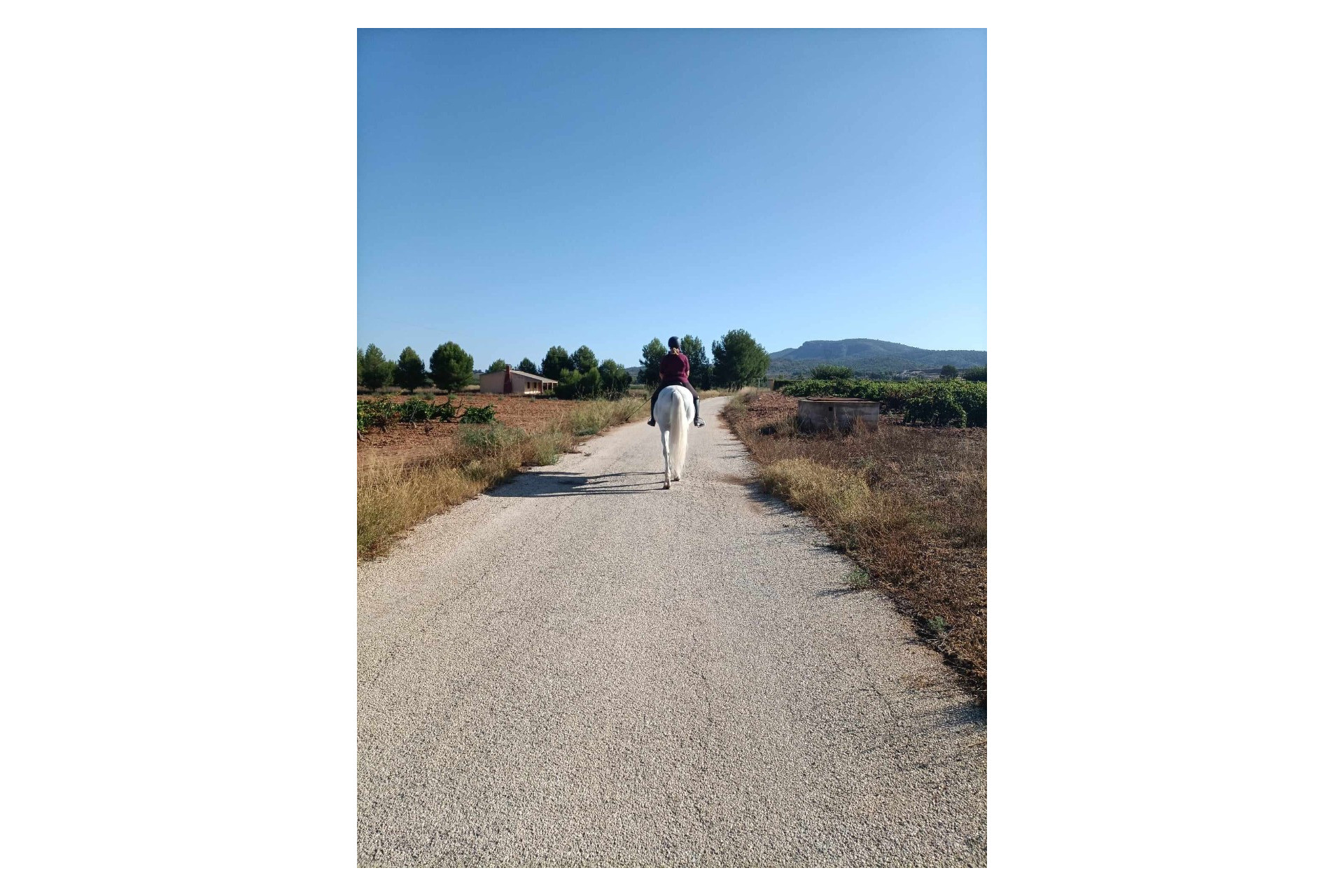 Resale - Equestrian property -
Monovar