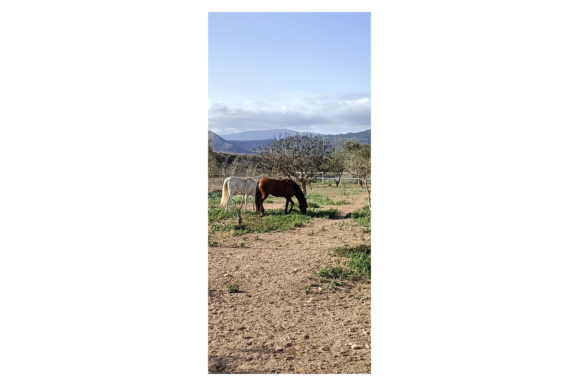 Resale - Equestrian property -
Monovar
