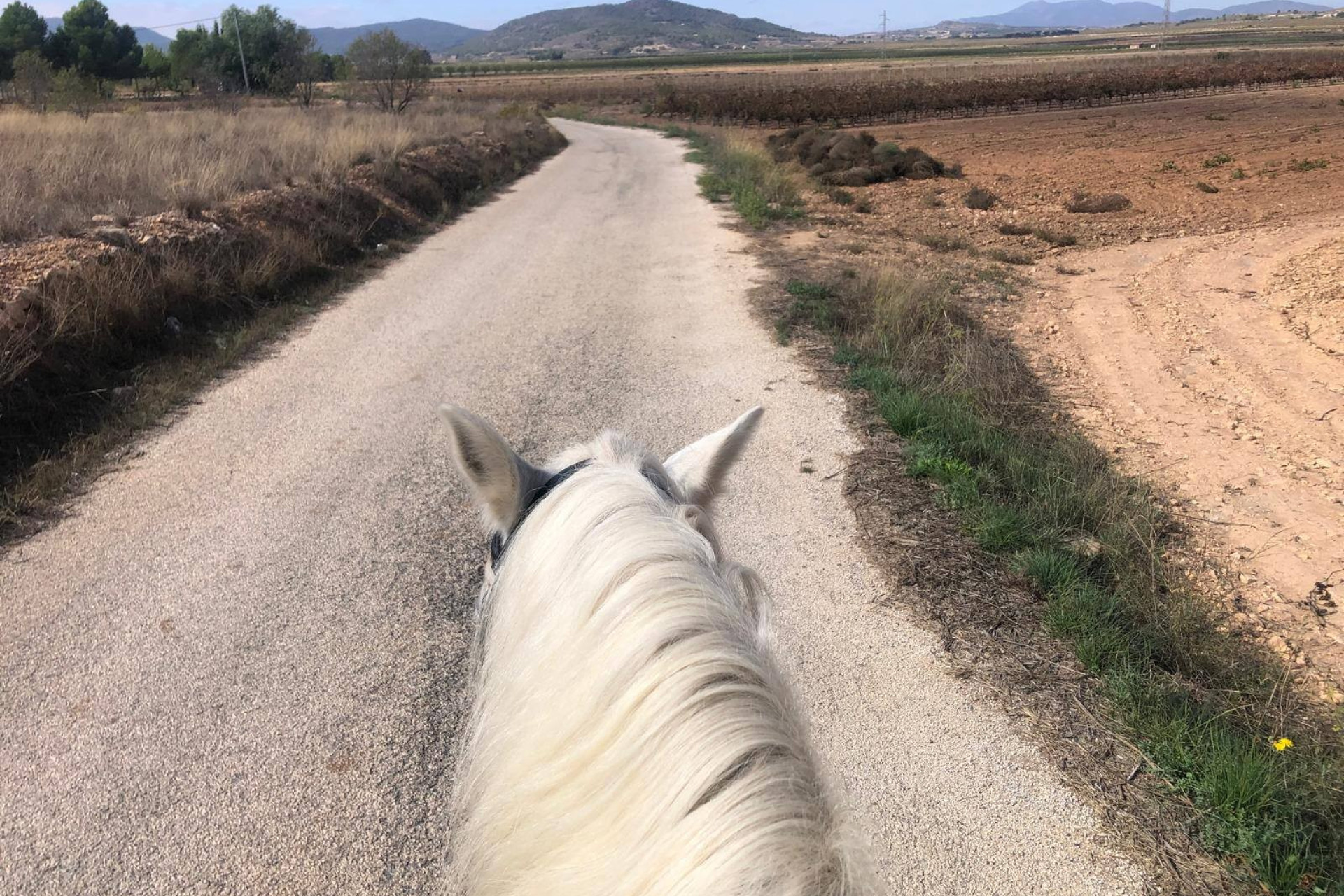 Resale - Equestrian property -
Monovar