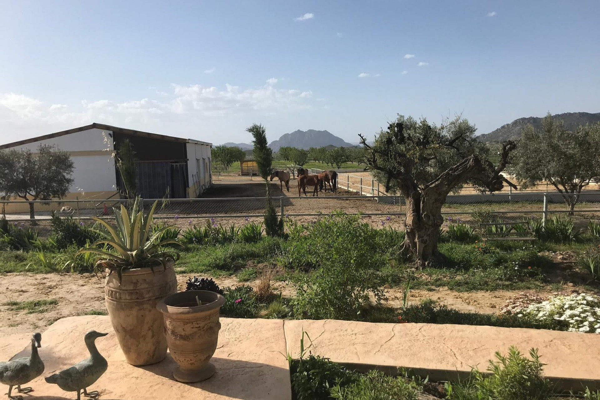 Resale - Equestrian property -
Murcia