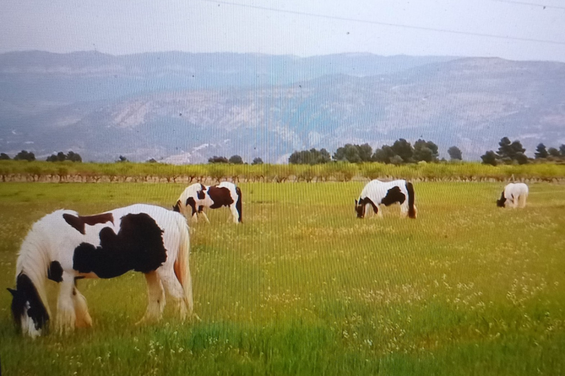 Resale - Equestrian property -
Zarra