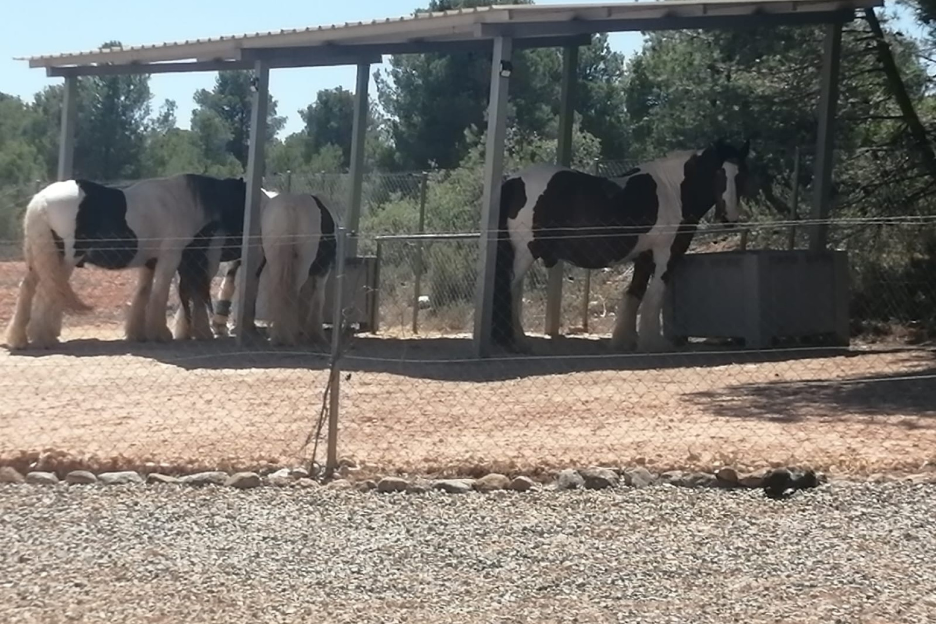 Resale - Equestrian property -
Zarra