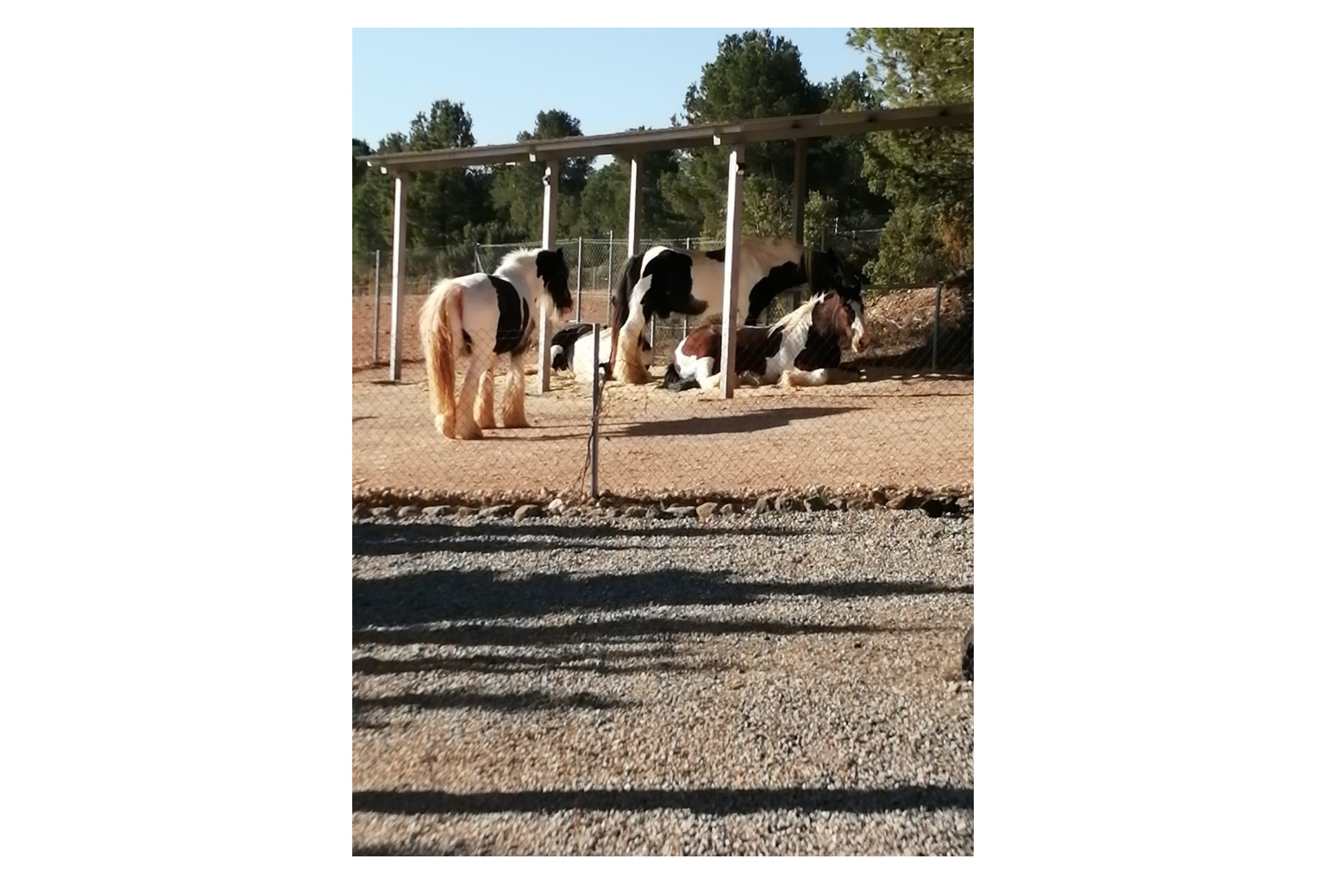 Resale - Equestrian property -
Zarra