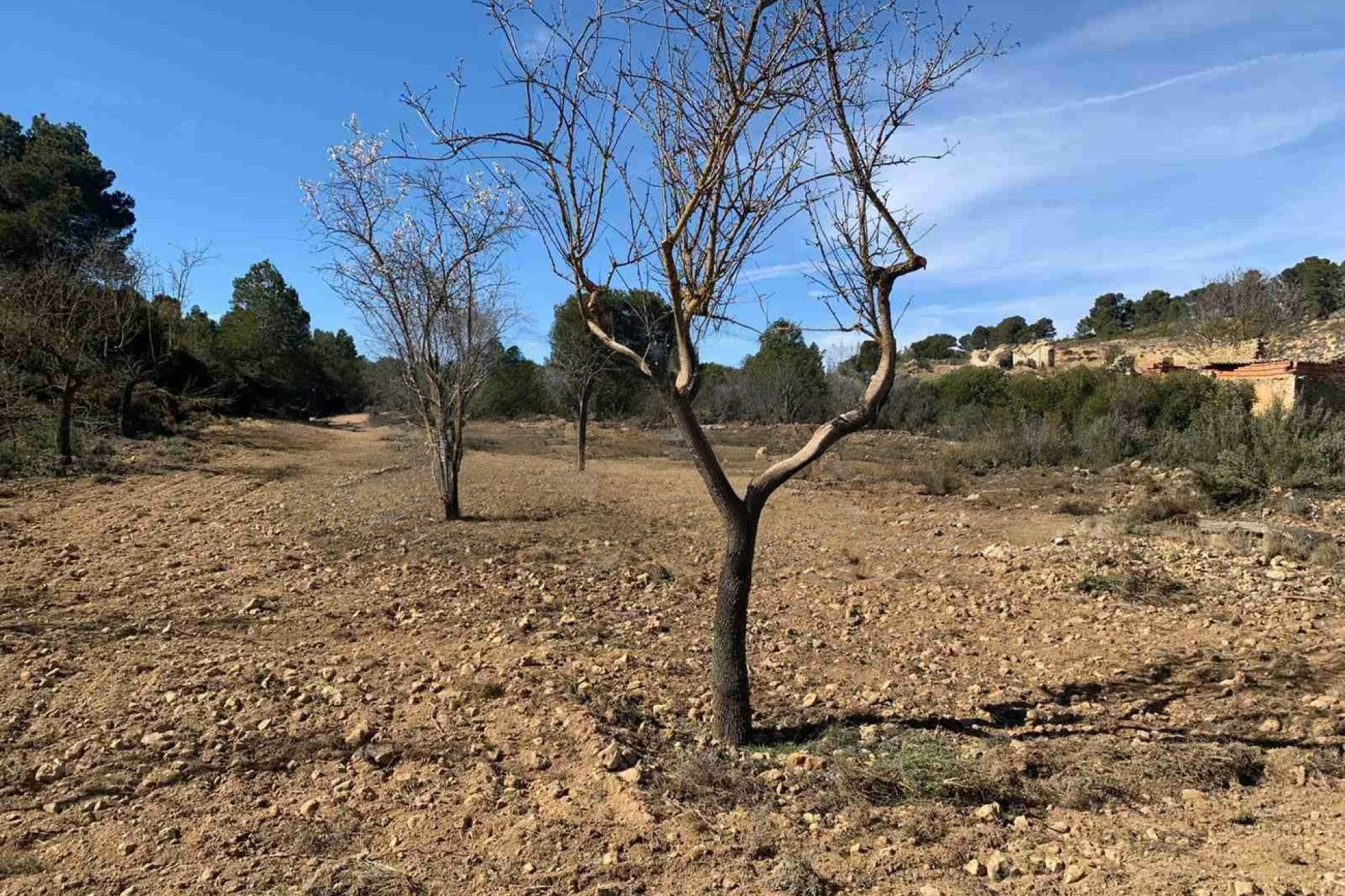 Resale - Finca / Country Property -
Almansa