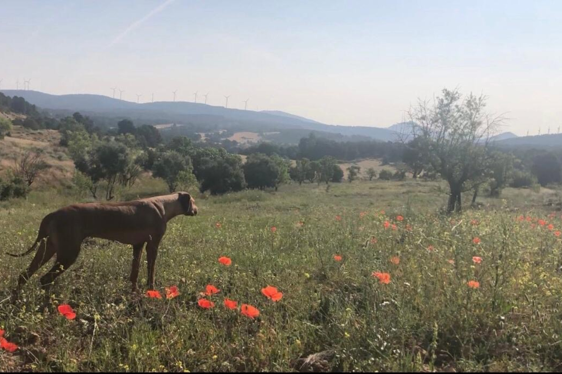 Resale - Finca / Country Property -
Almansa