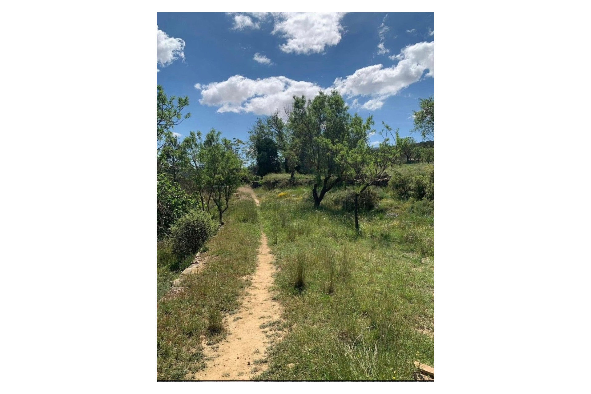 Resale - Finca / Country Property -
Almansa