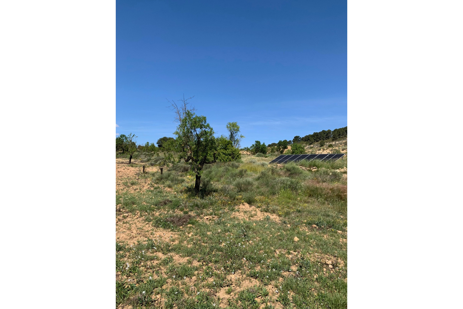 Resale - Finca / Country Property -
Almansa