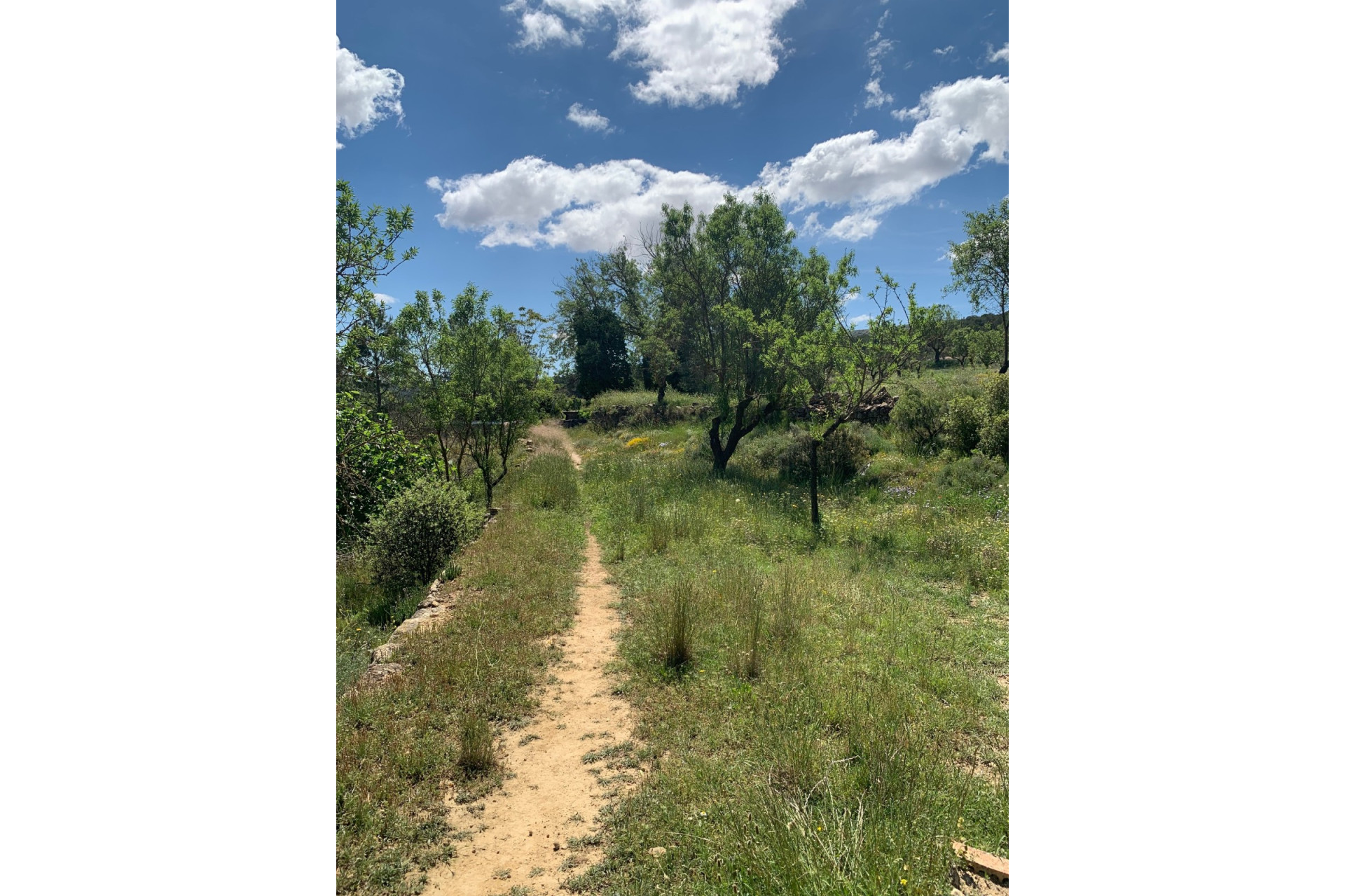 Resale - Finca / Country Property -
Almansa