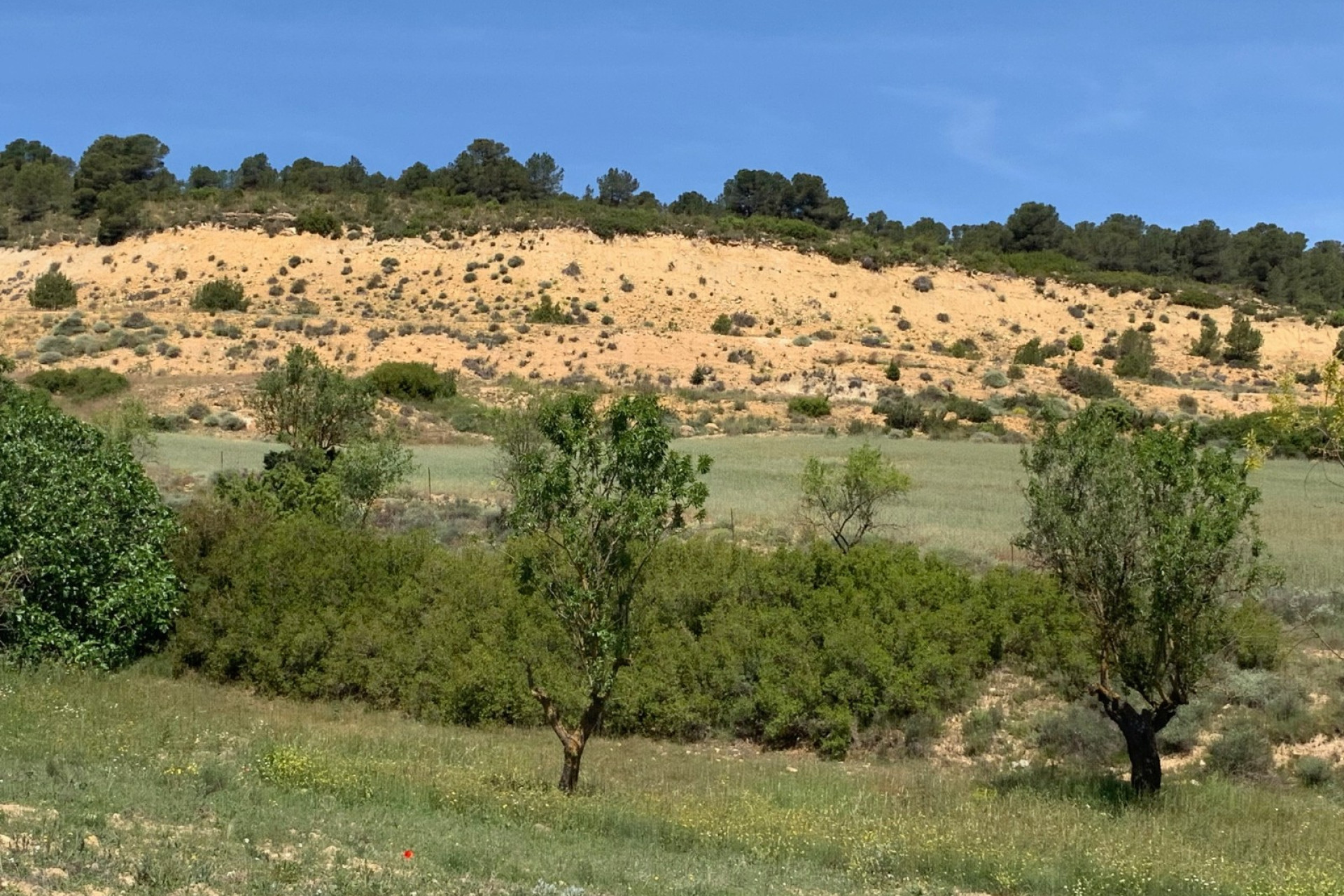 Resale - Finca / Country Property -
Almansa