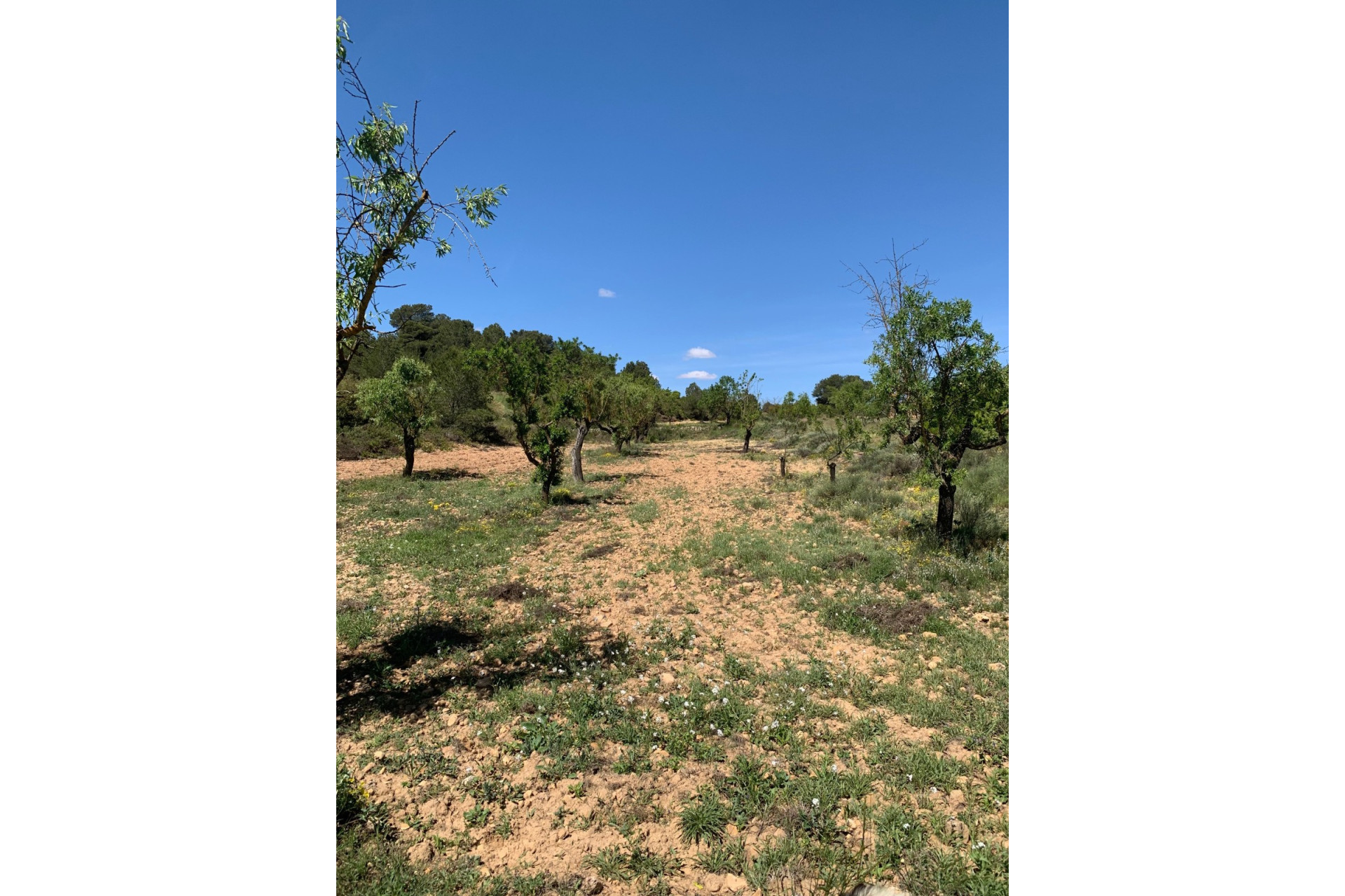 Resale - Finca / Country Property -
Almansa