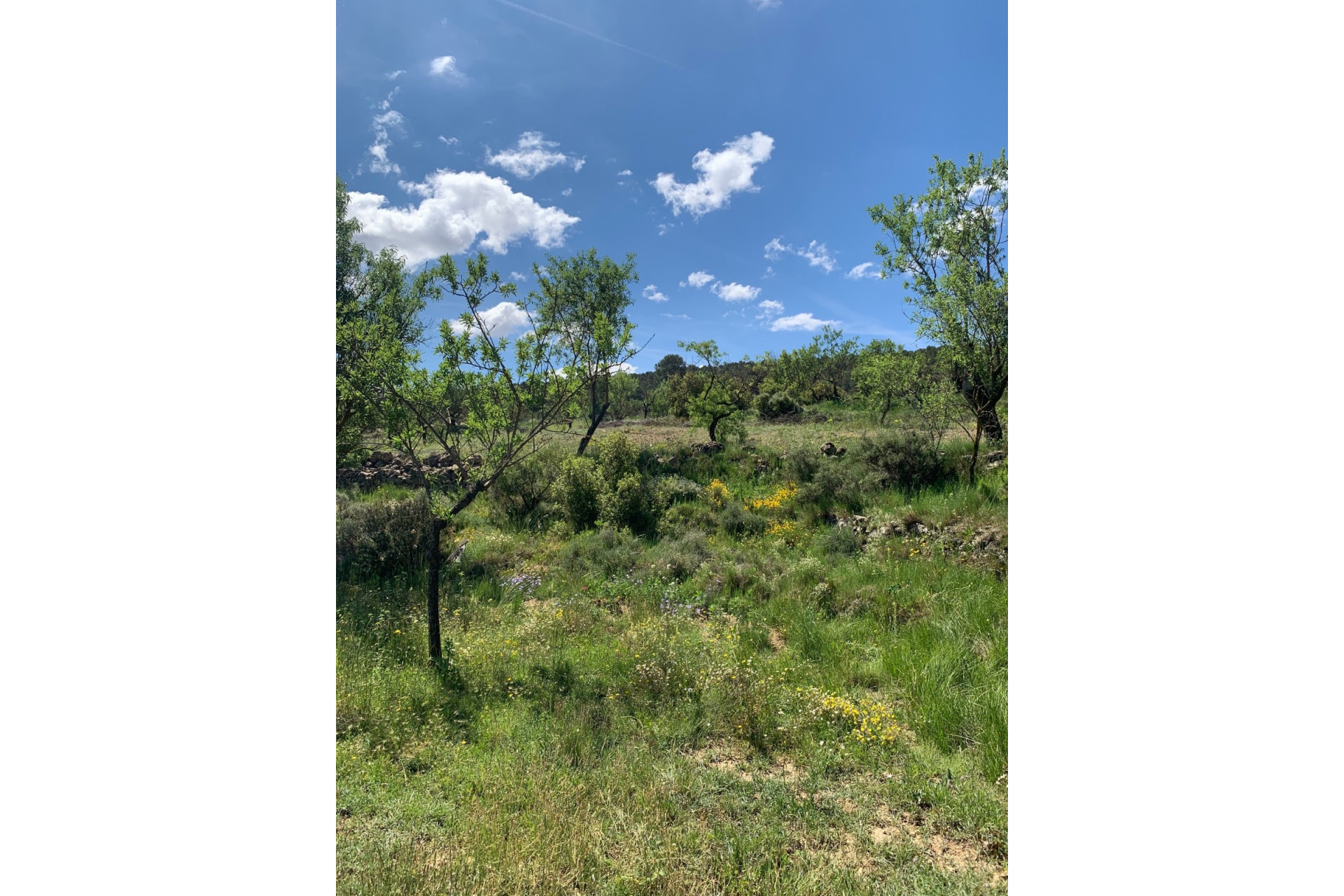 Resale - Finca / Country Property -
Almansa