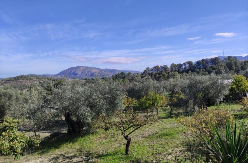 Resale - Finca - Country Property -
Benifallim