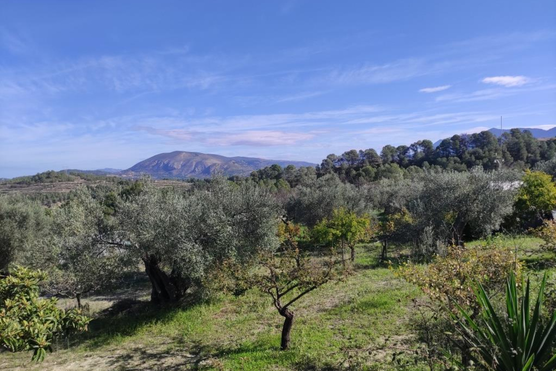 Resale - Finca - Country Property -
Benifallim