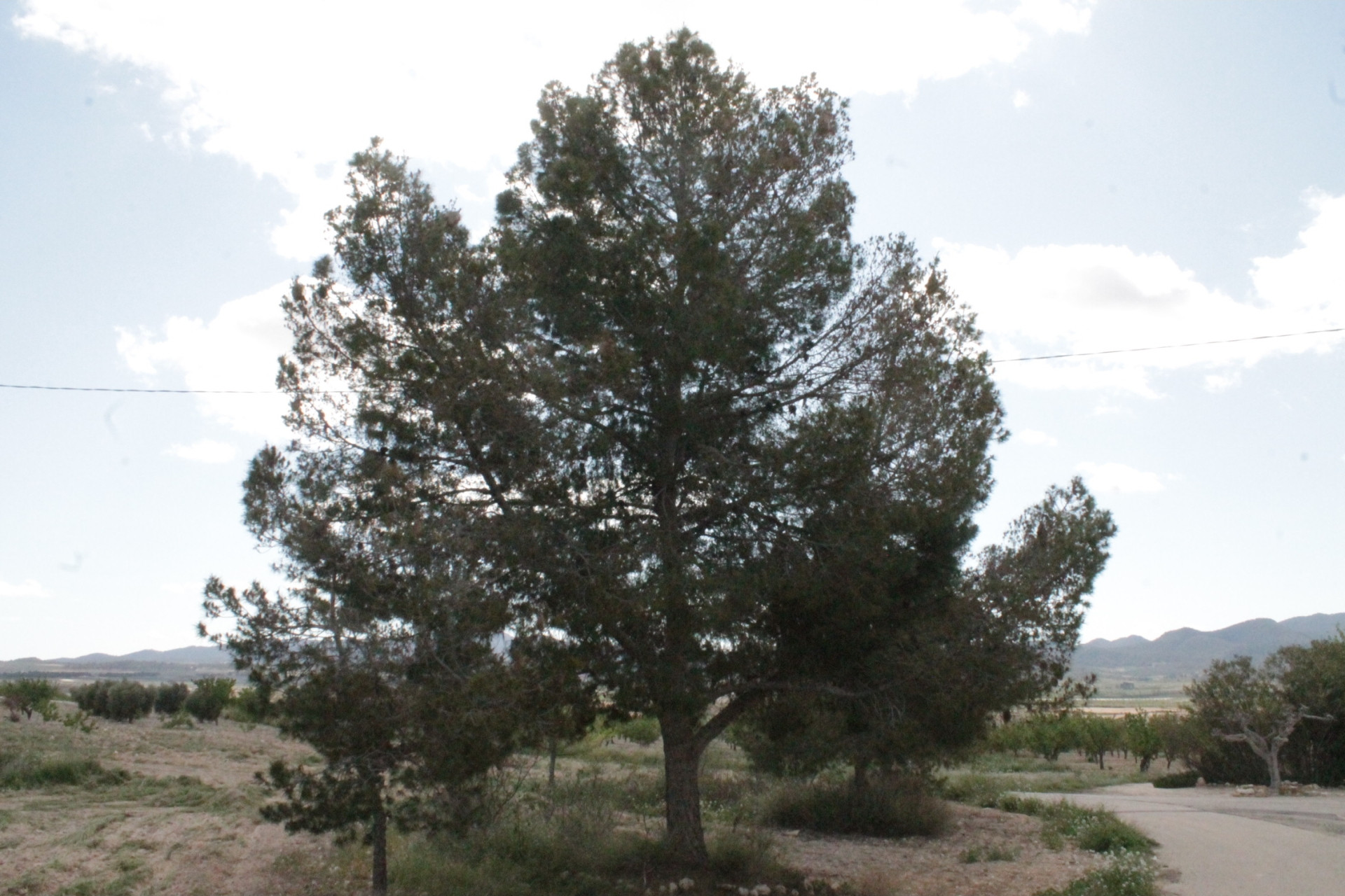 Resale - Finca / Country Property -
Cañada del Trigo - Canada del Trigo Murcia