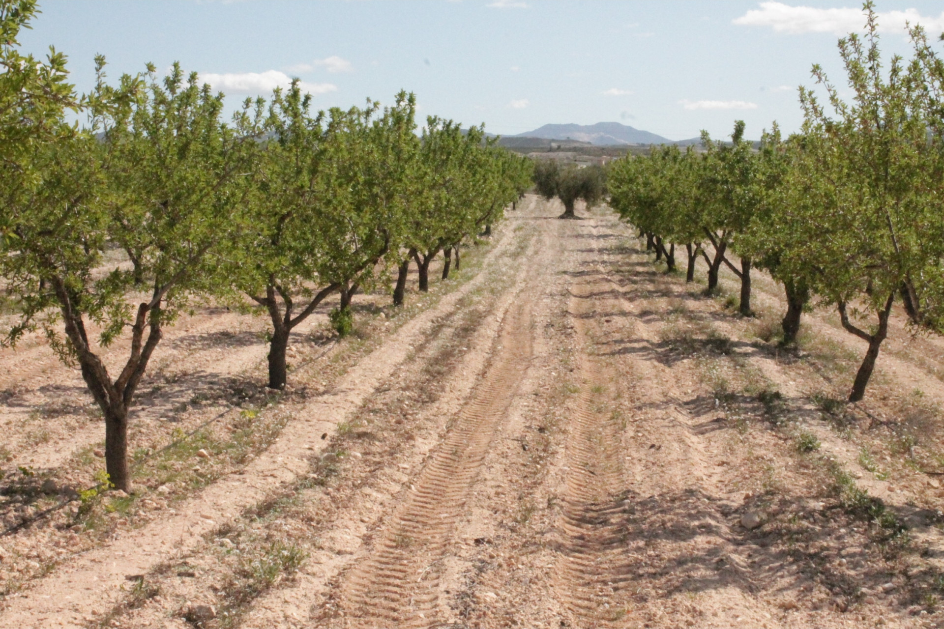 Resale - Finca / Country Property -
Cañada del Trigo - Canada del Trigo Murcia