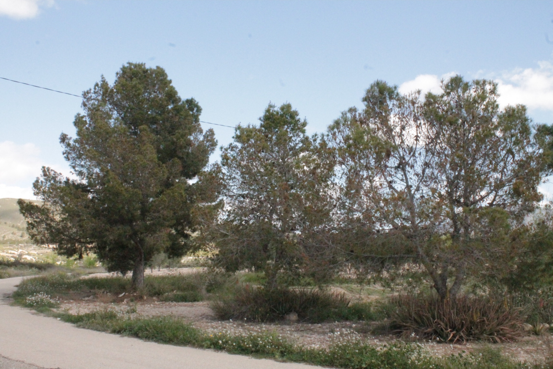 Resale - Finca / Country Property -
Cañada del Trigo - Canada del Trigo Murcia