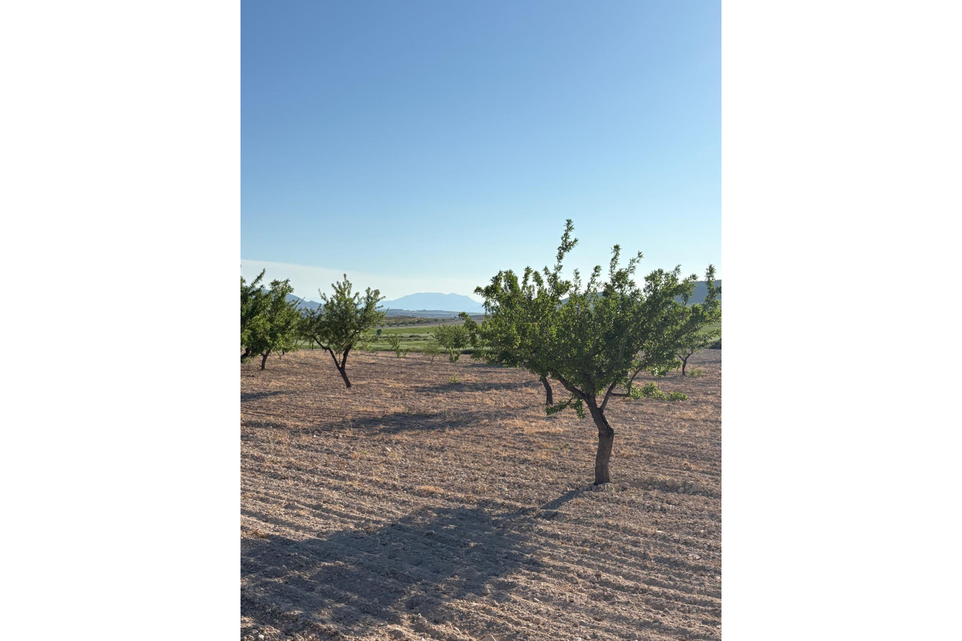 Resale - Finca / Country Property -
Cañada del Trigo - Canada del Trigo Murcia