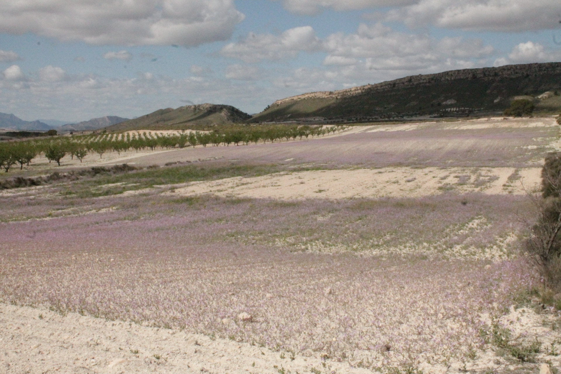 Resale - Finca / Country Property -
Cañada del Trigo - Canada del Trigo Murcia