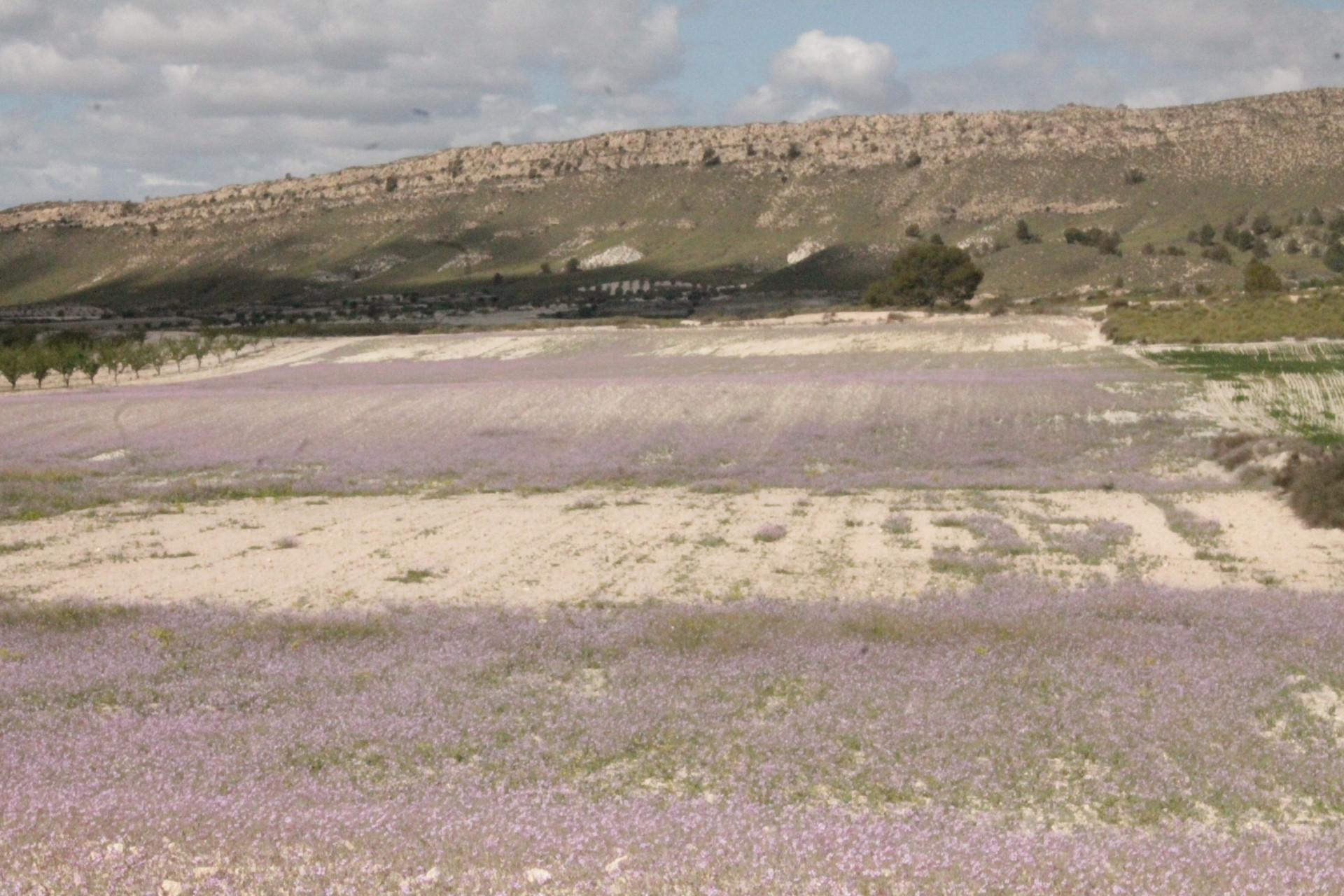 Resale - Finca / Country Property -
Cañada del Trigo - Canada del Trigo Murcia