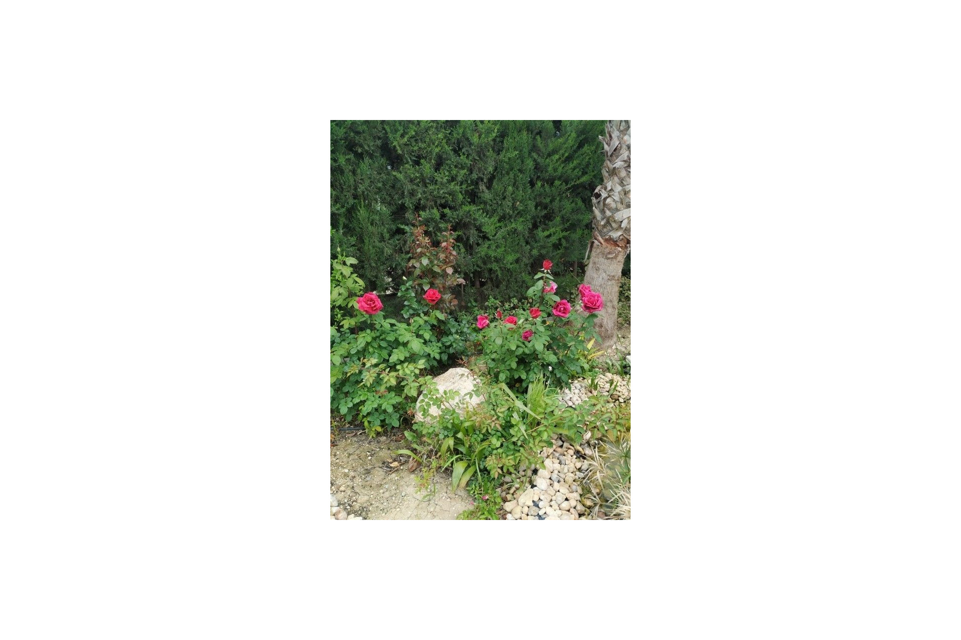Resale - Finca - Country Property -
Crevillente