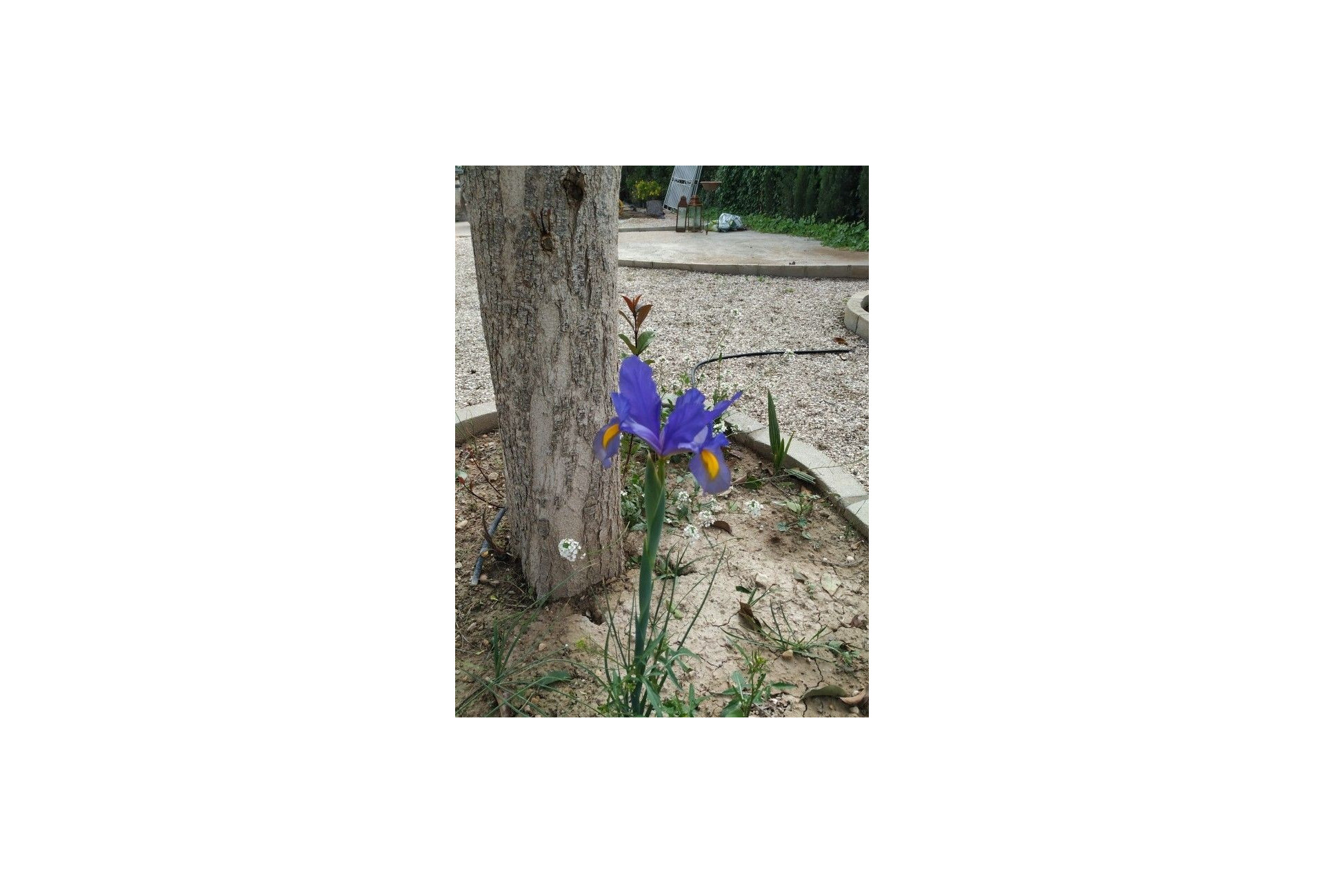Resale - Finca - Country Property -
Crevillente