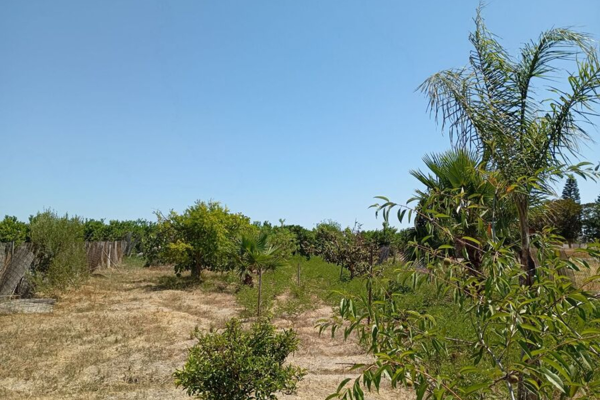 Resale - Finca - Country Property -
Daya Nueva - Costa Blanca