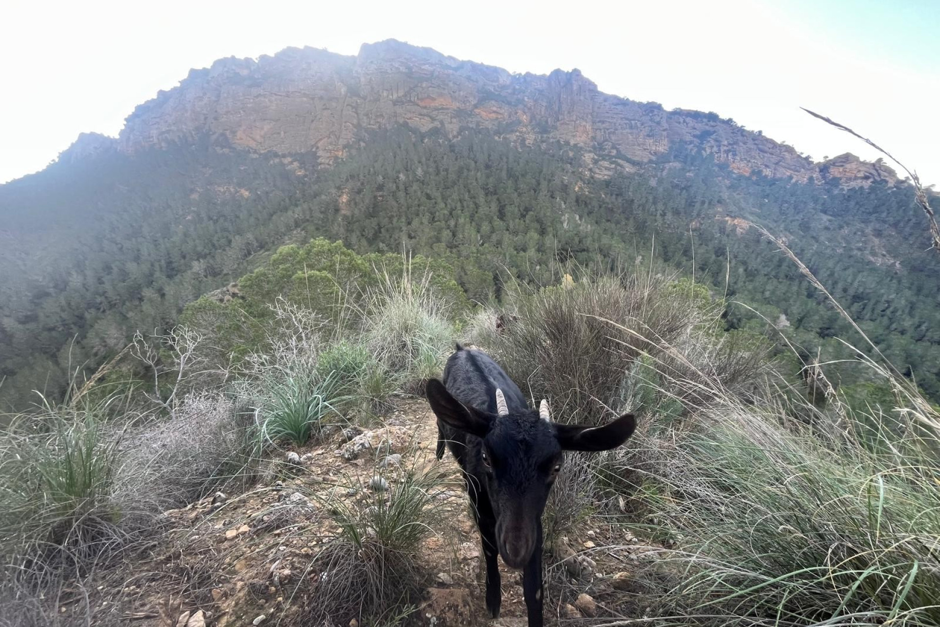 Resale - Finca - Country Property -
Gea y Truyols