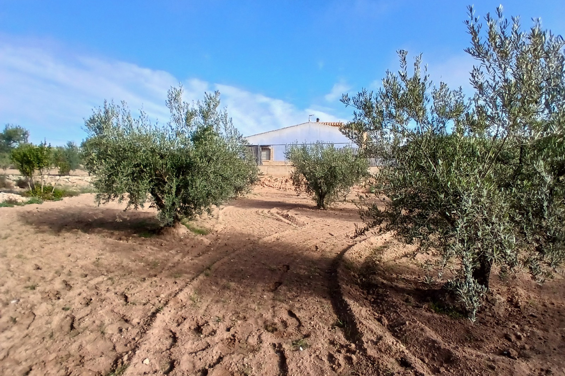 Resale - Finca / Country Property -
Jumilla