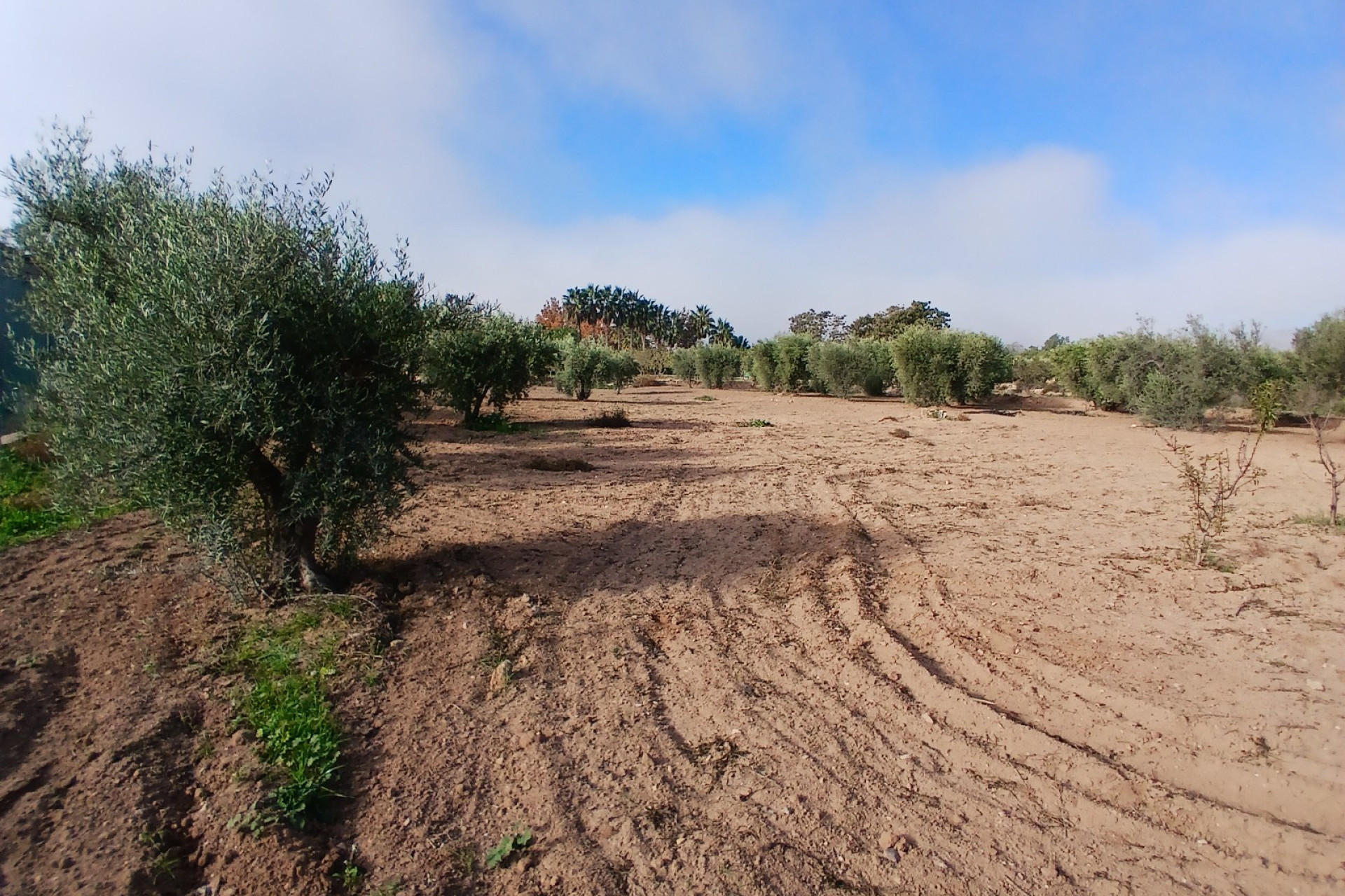 Resale - Finca / Country Property -
Jumilla