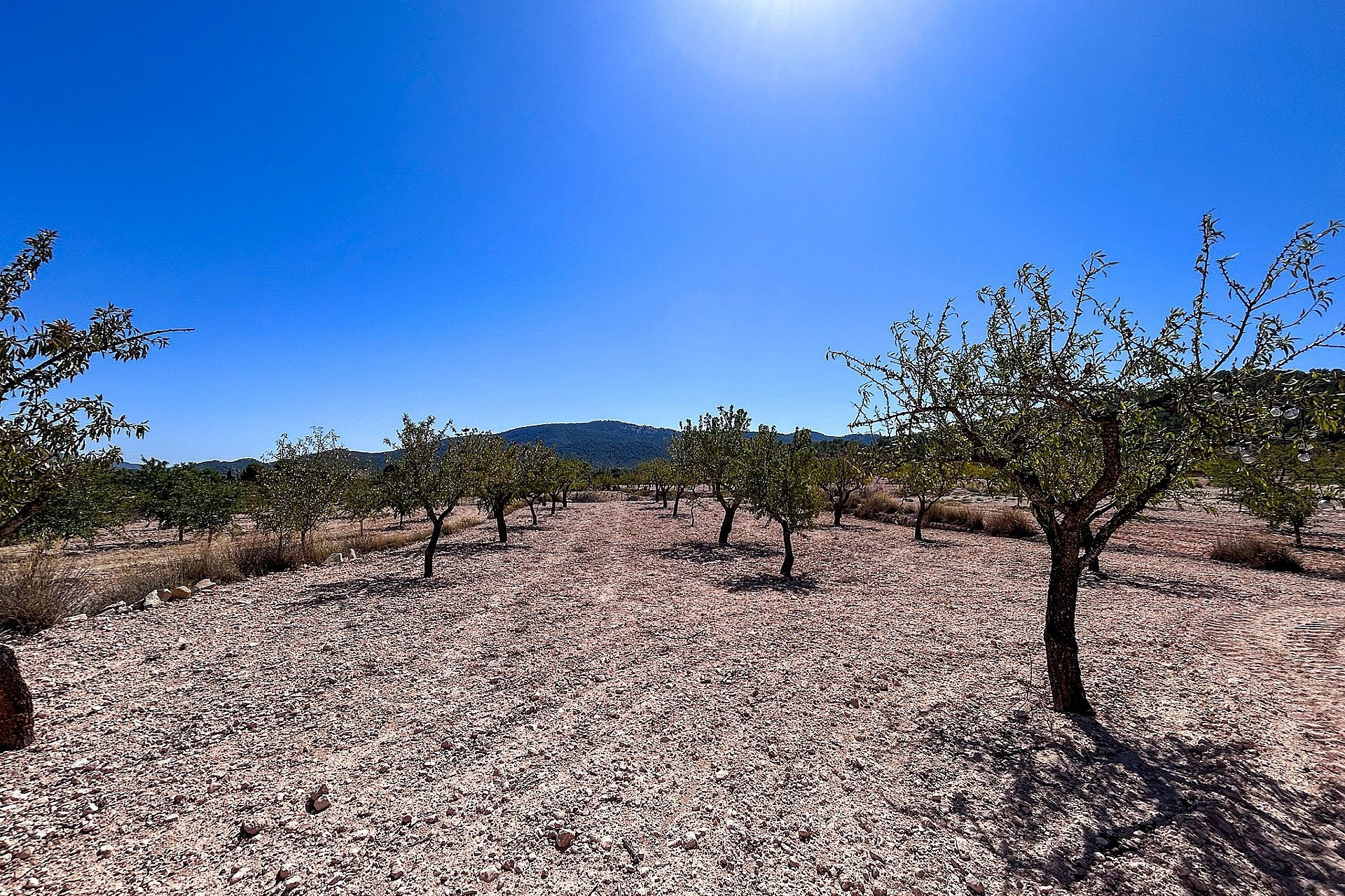 Resale - Finca / Country Property -
Monovar