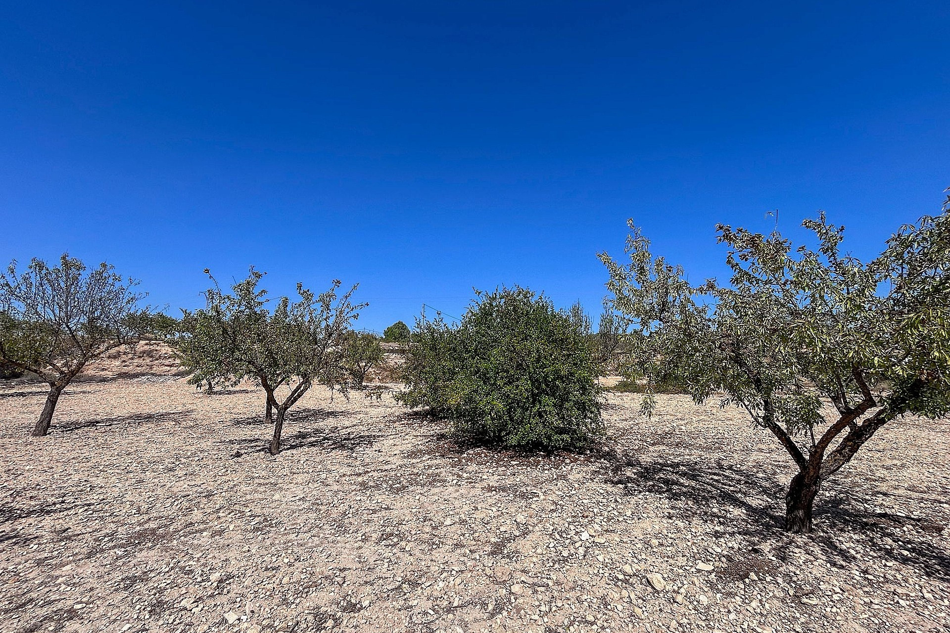 Resale - Finca / Country Property -
Monovar