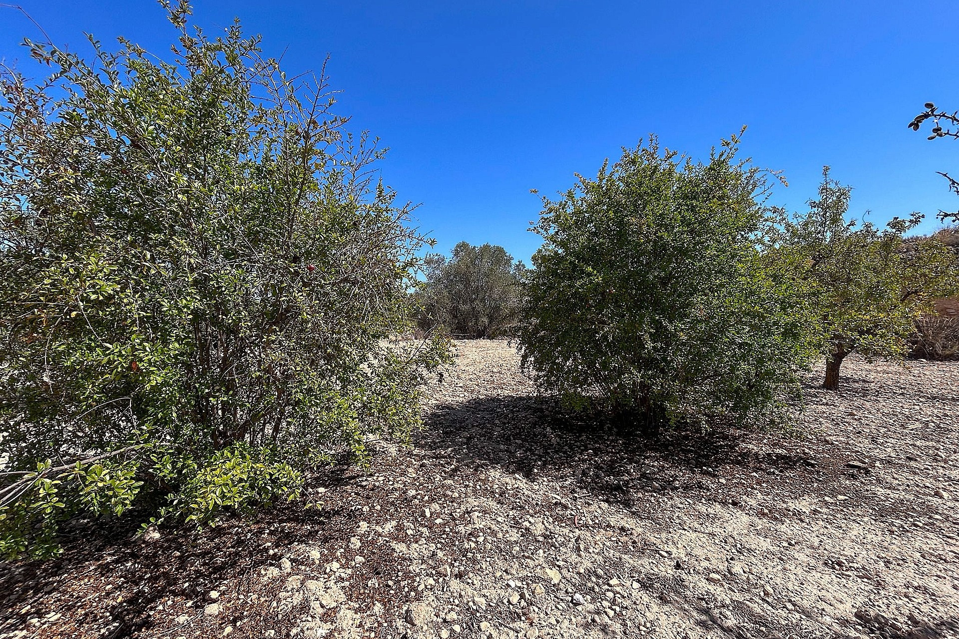 Resale - Finca / Country Property -
Monovar