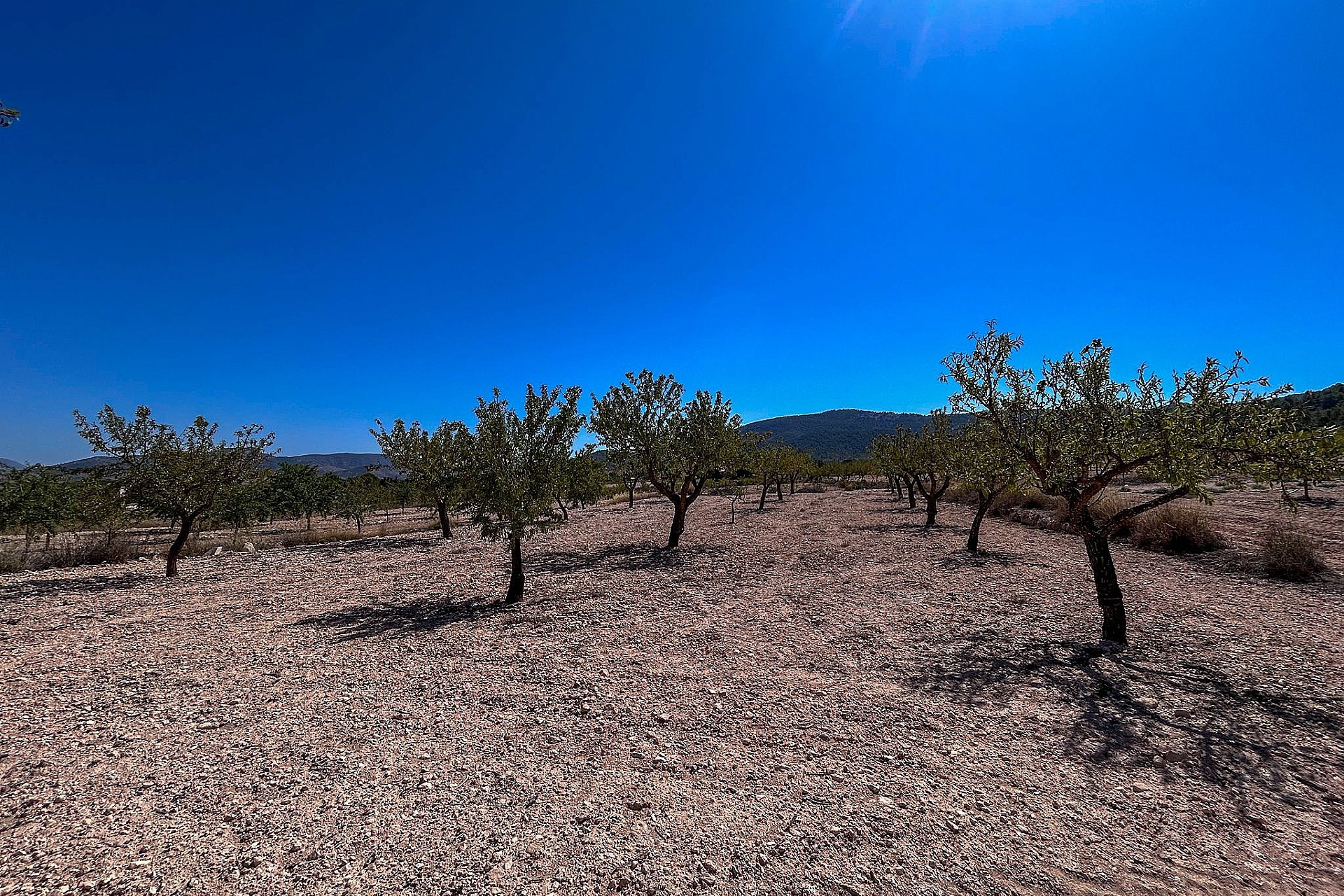 Resale - Finca / Country Property -
Monovar