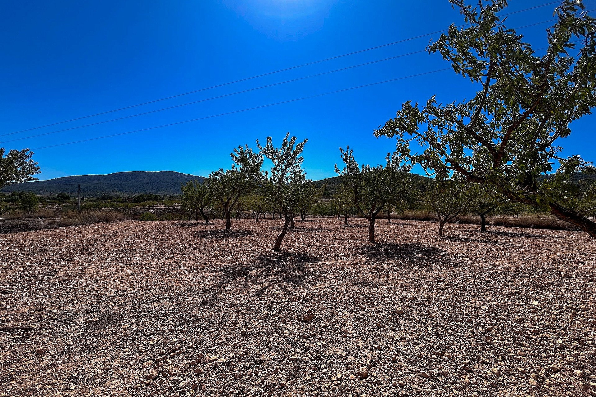 Resale - Finca / Country Property -
Monovar