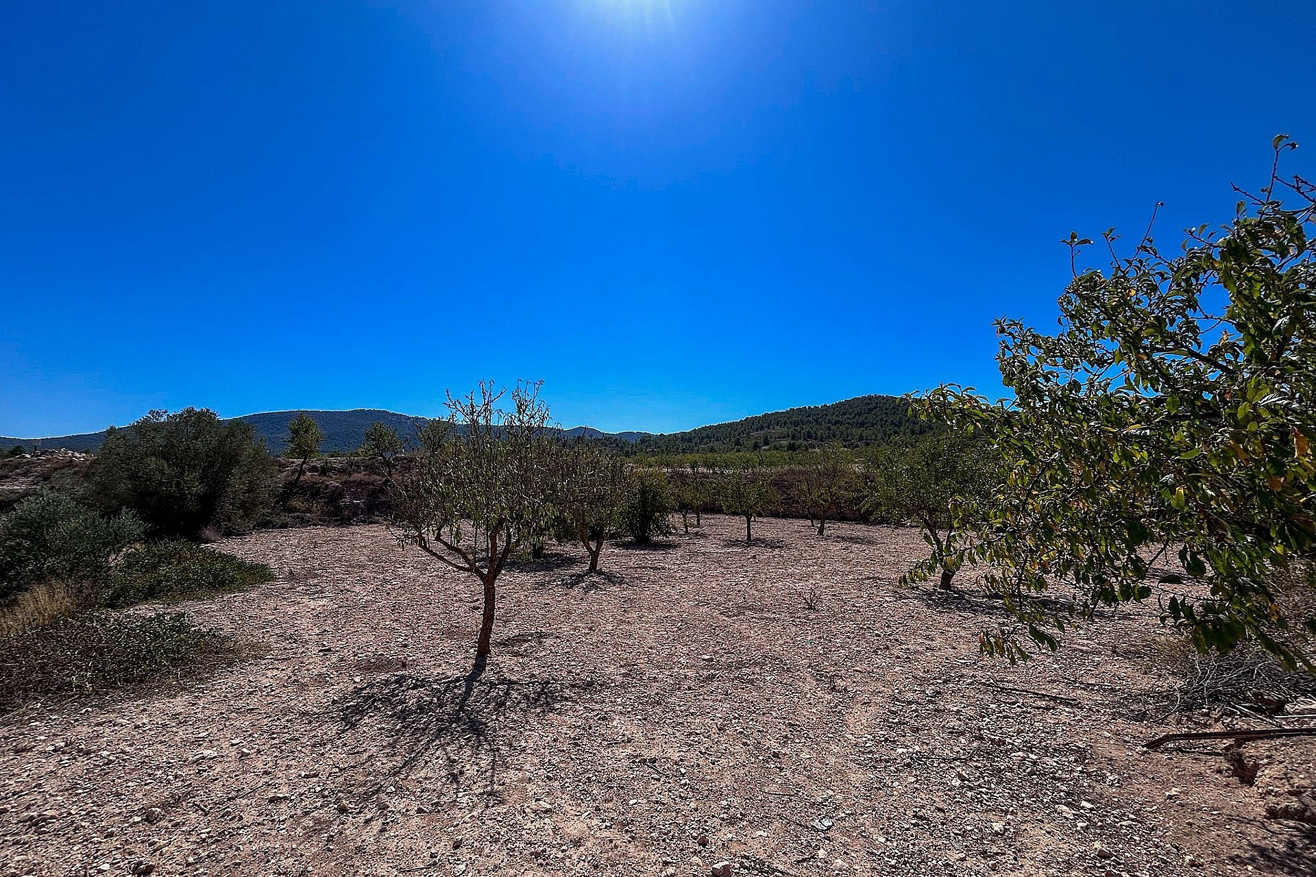 Resale - Finca / Country Property -
Monovar