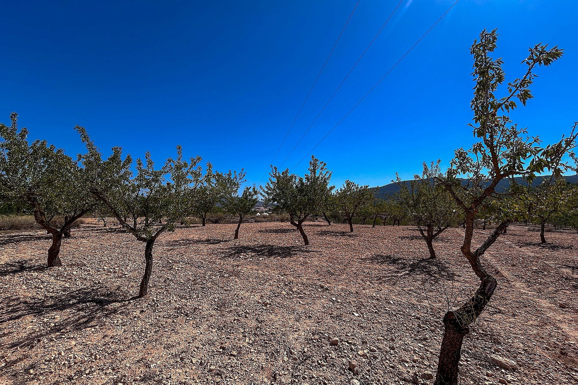 Resale - Finca / Country Property -
Monovar