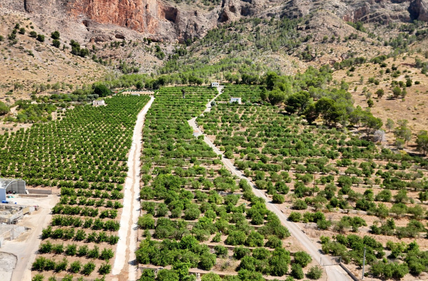 Resale - Finca - Country Property -
Orihuela
