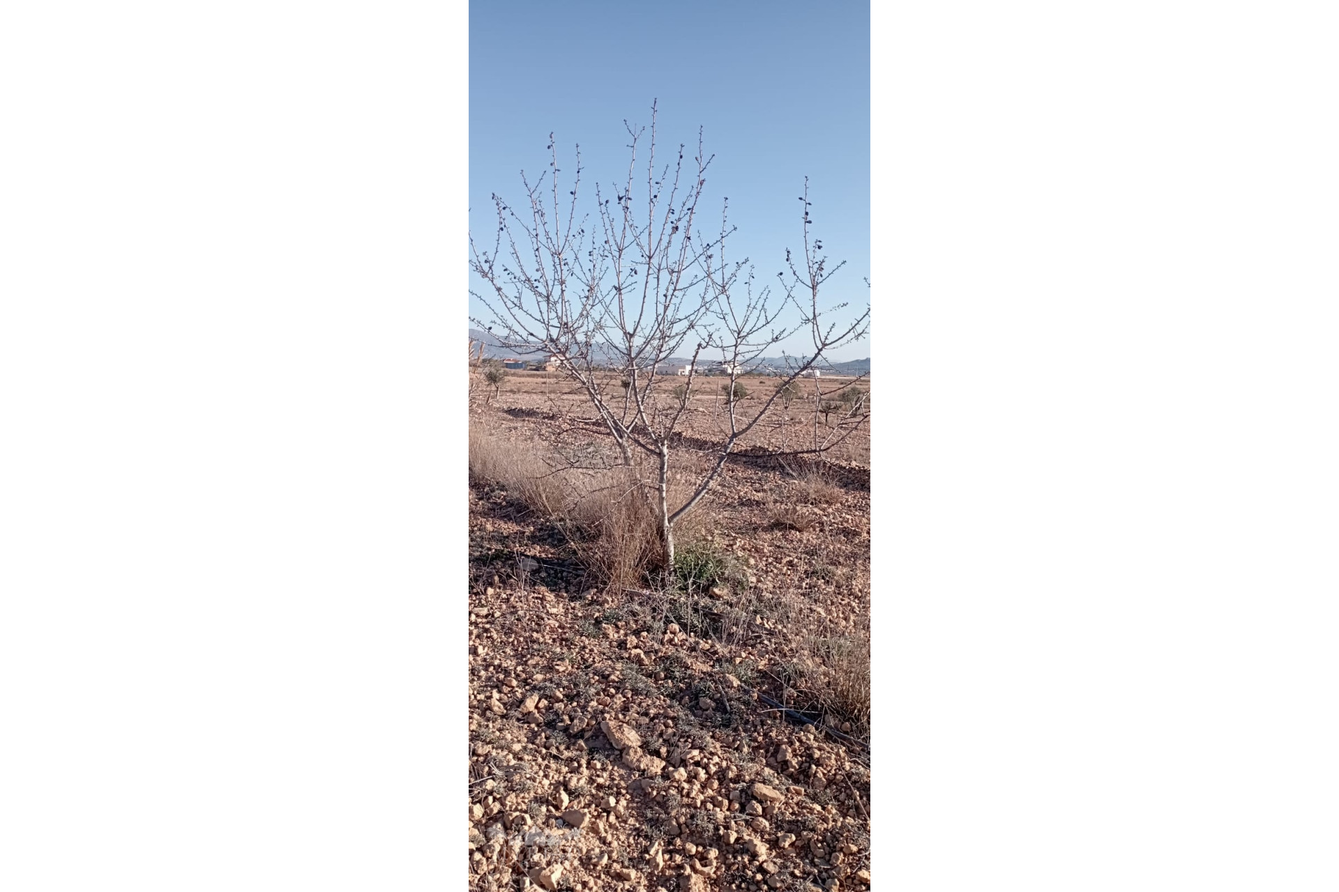 Resale - Finca / Country Property -
Pinoso - Pinoso Alicante