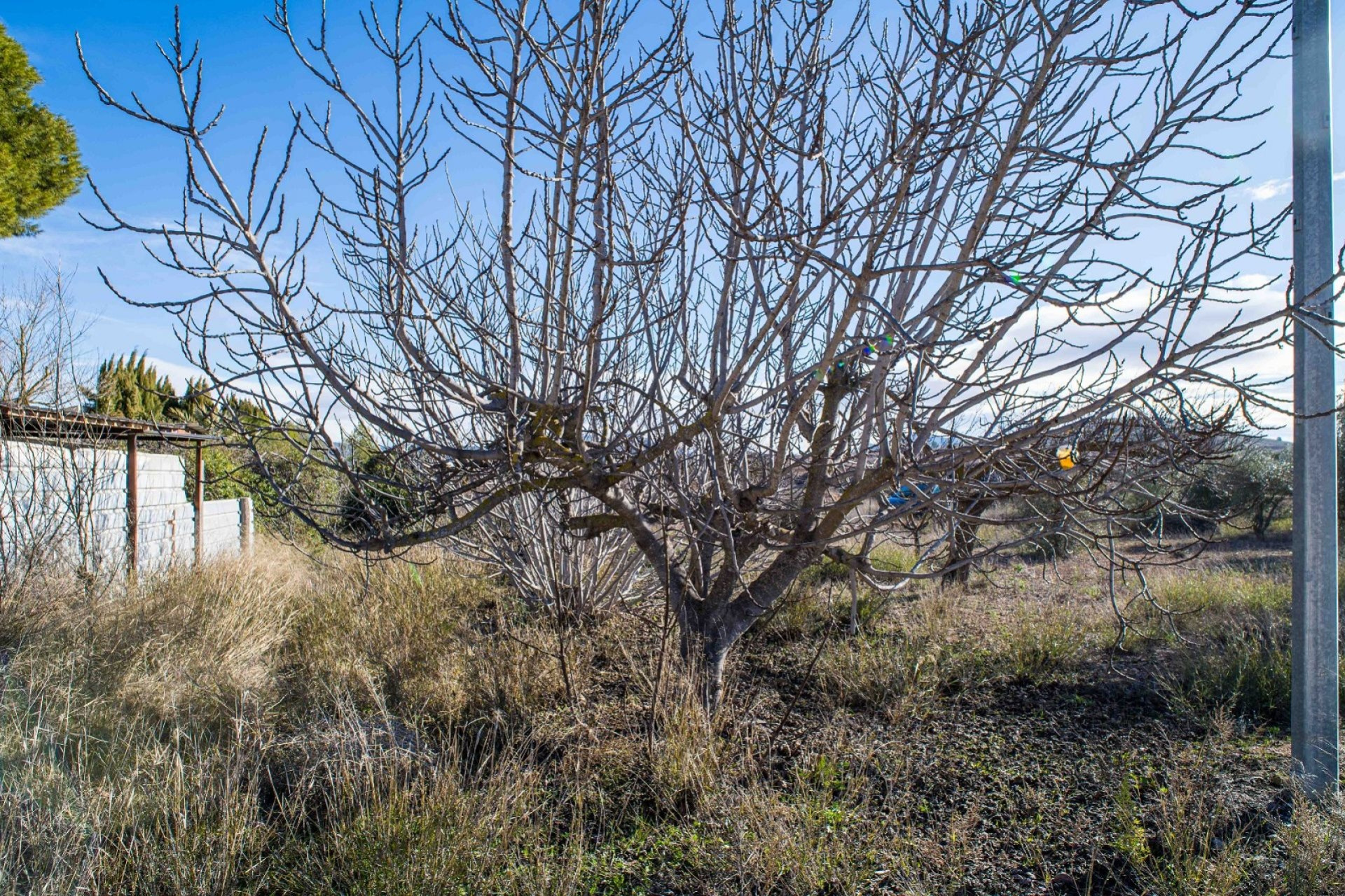 Resale - Finca - Country Property -
Pinoso