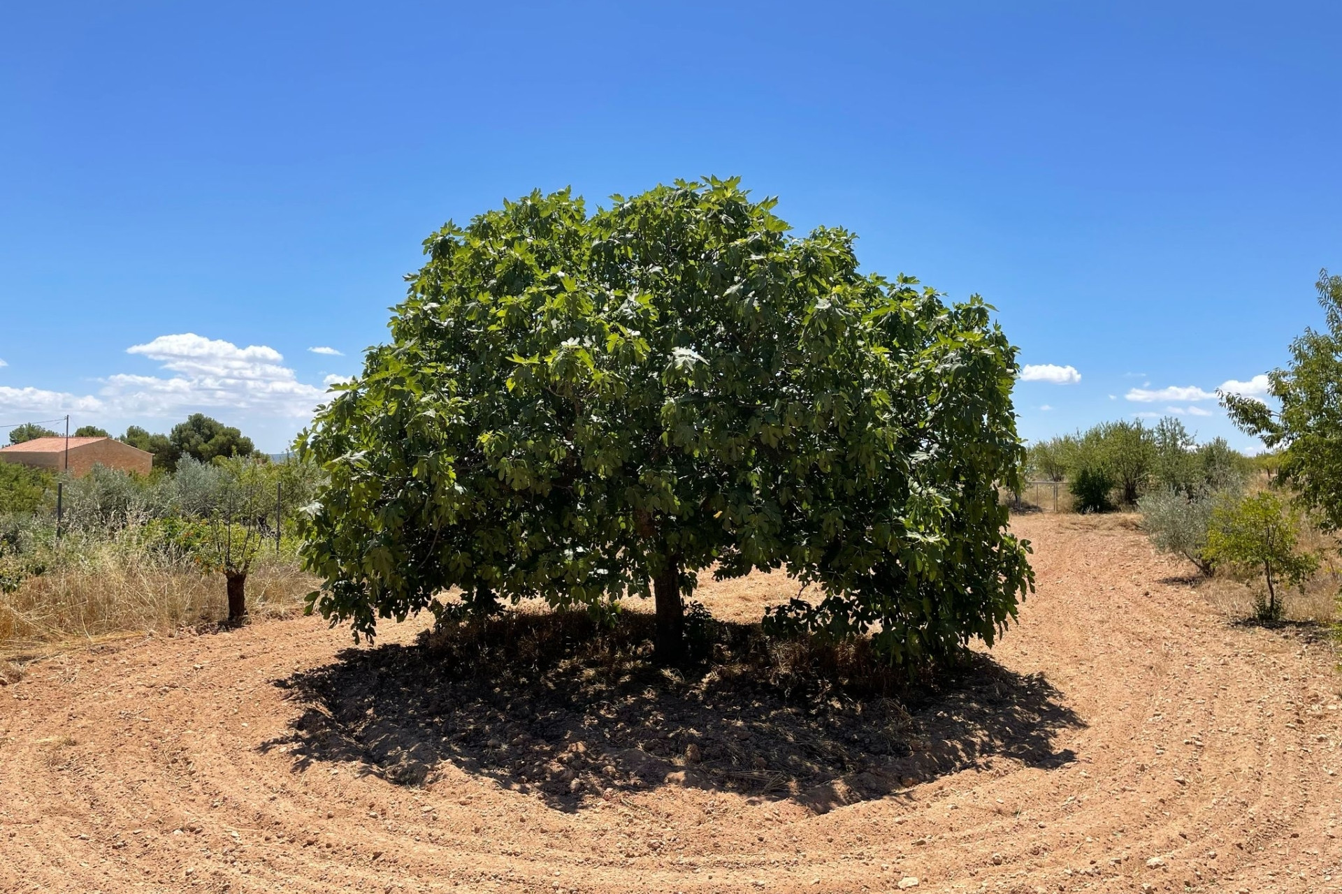 Resale - Finca / Country Property -
Raspay - Raspay Murcia