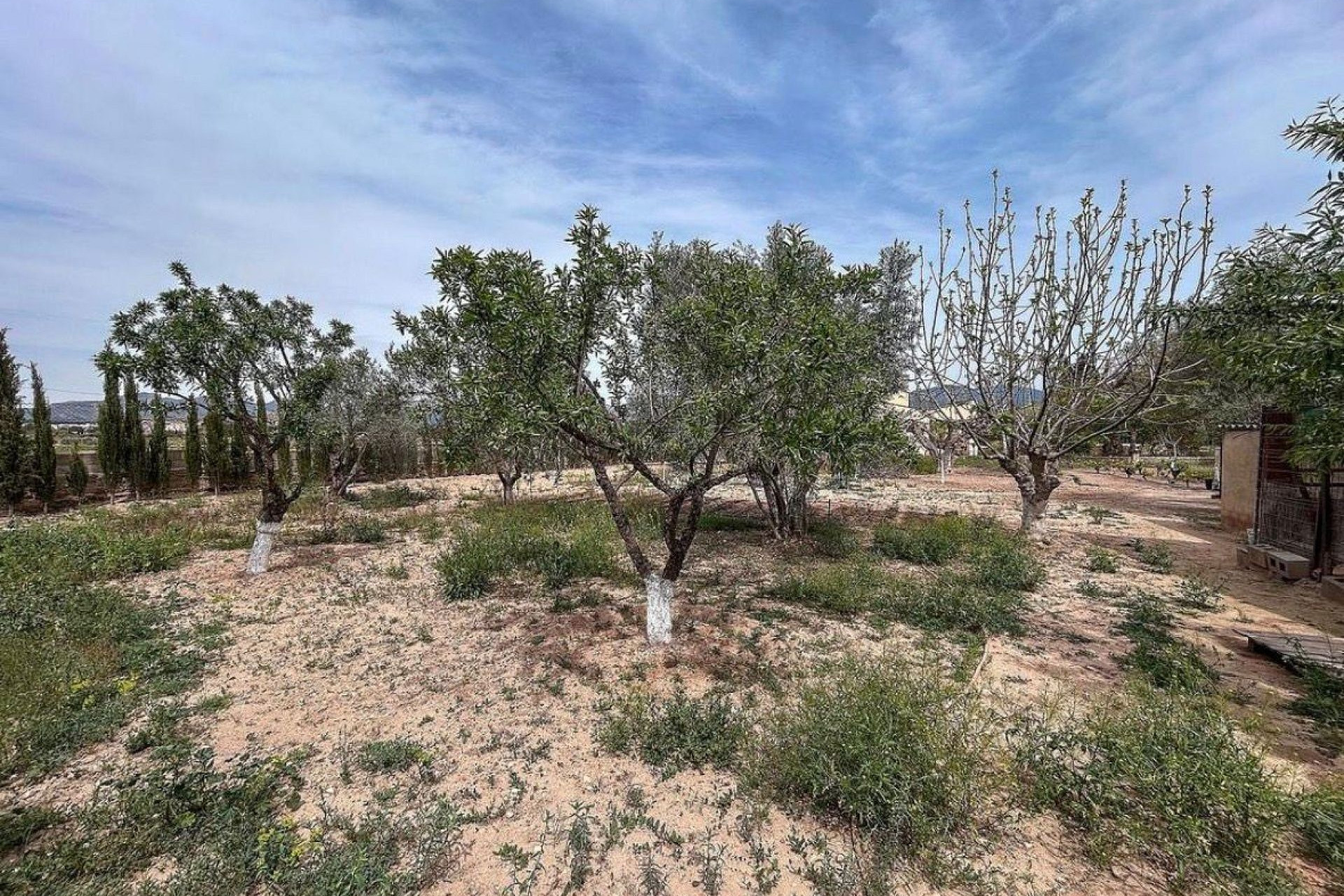 Resale - Finca / Country Property -
Sax