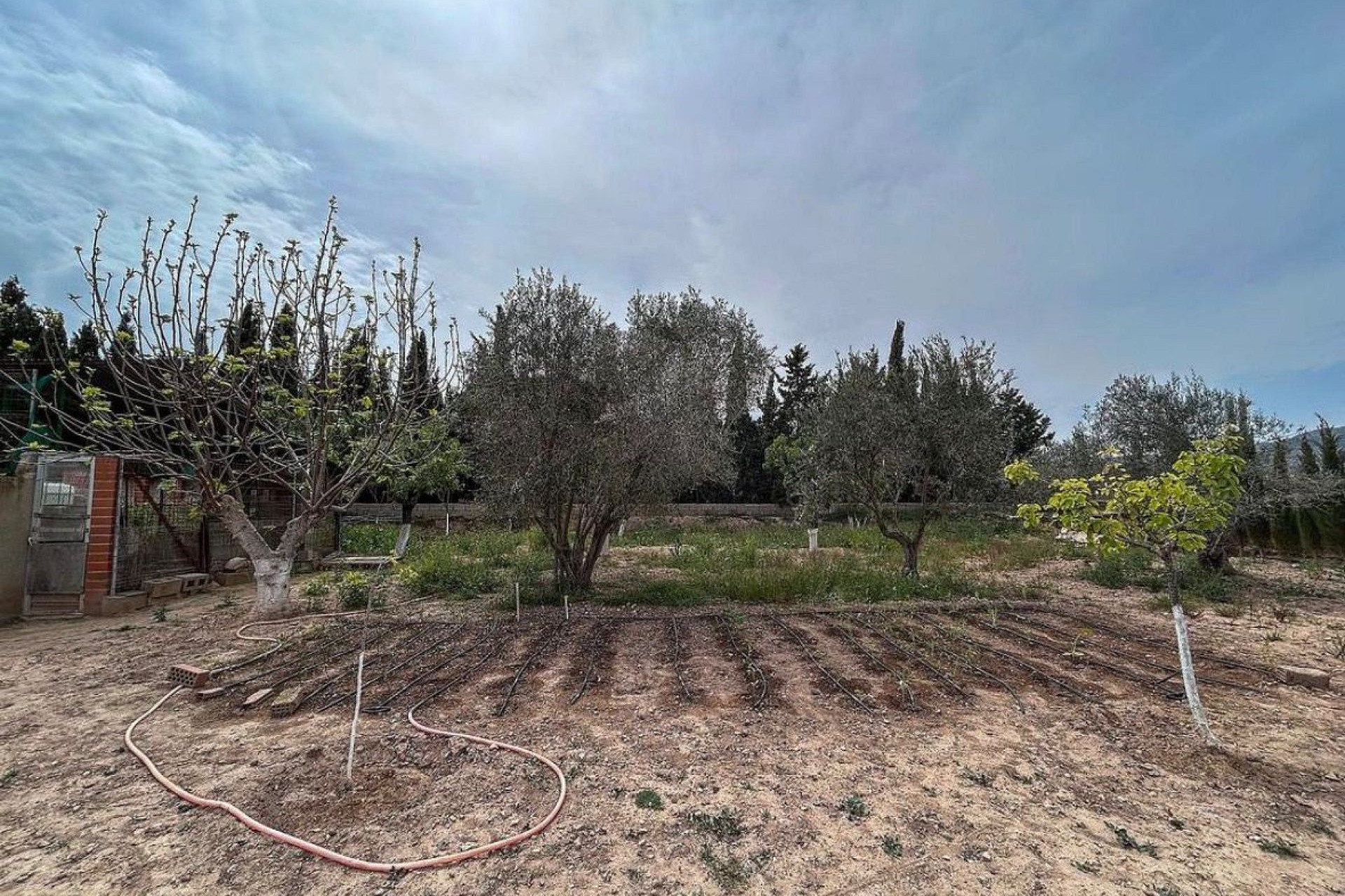 Resale - Finca / Country Property -
Sax