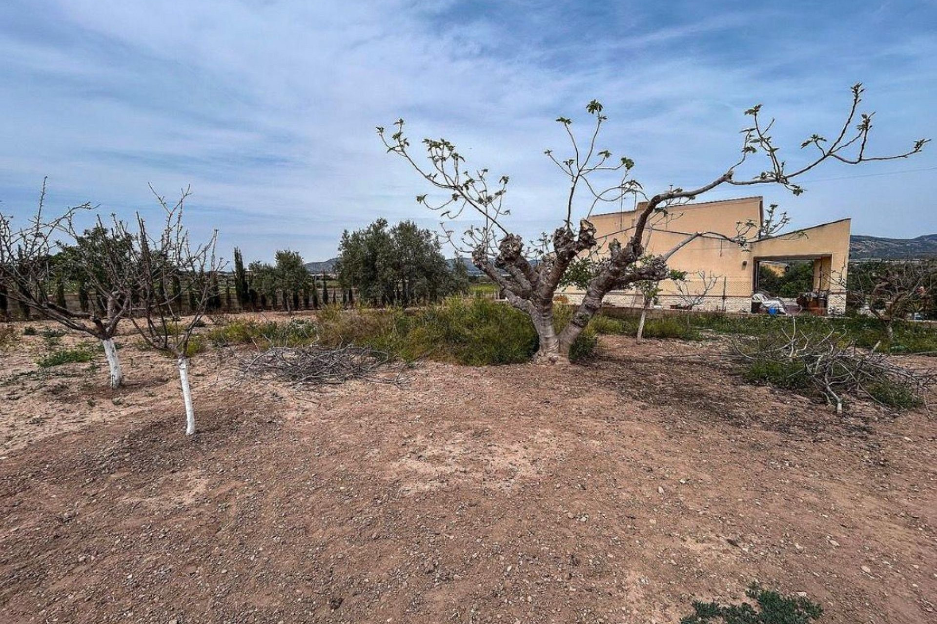 Resale - Finca / Country Property -
Sax