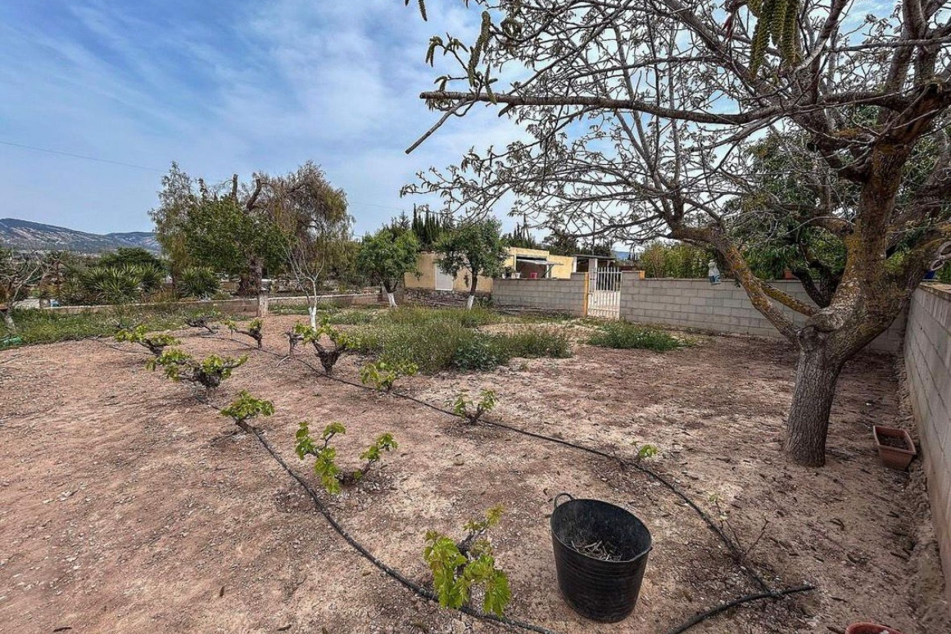 Resale - Finca / Country Property -
Sax