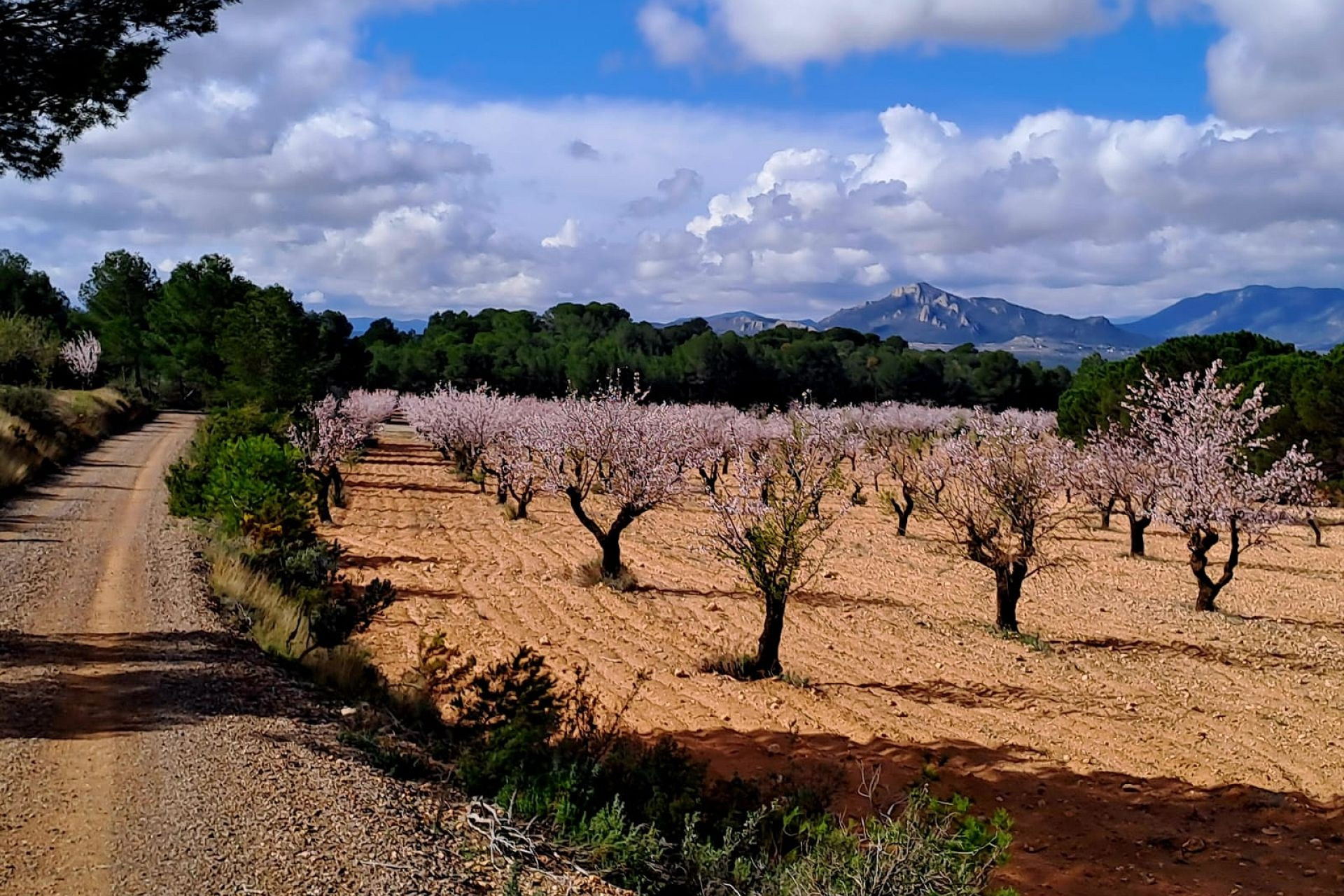 Resale - Finca - Country Property -
Sax