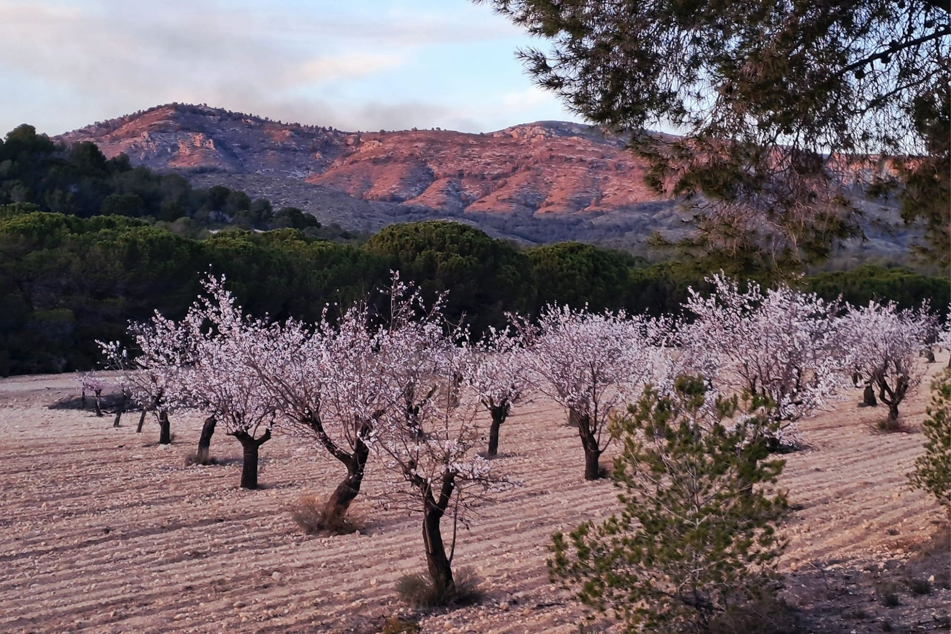 Resale - Finca - Country Property -
Sax