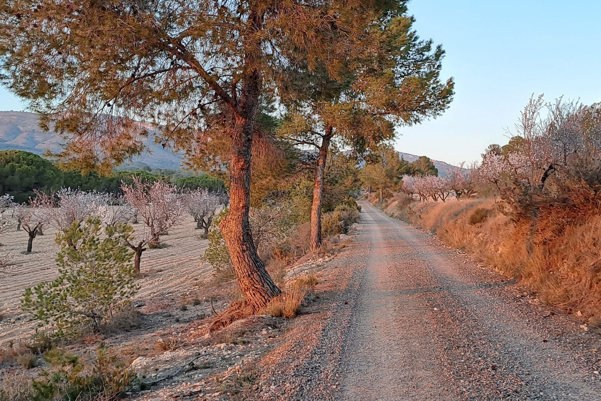 Resale - Finca - Country Property -
Sax