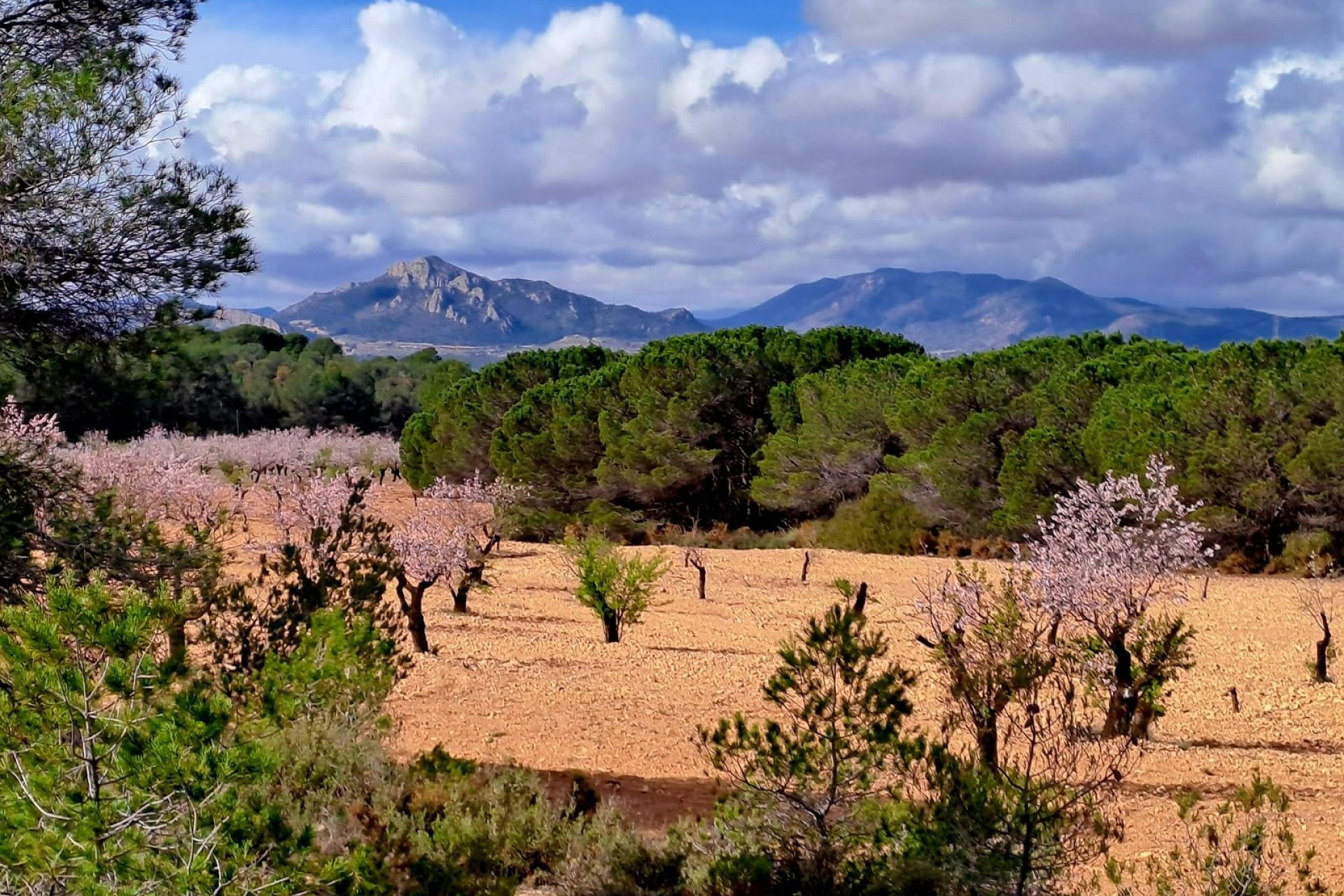 Resale - Finca - Country Property -
Sax