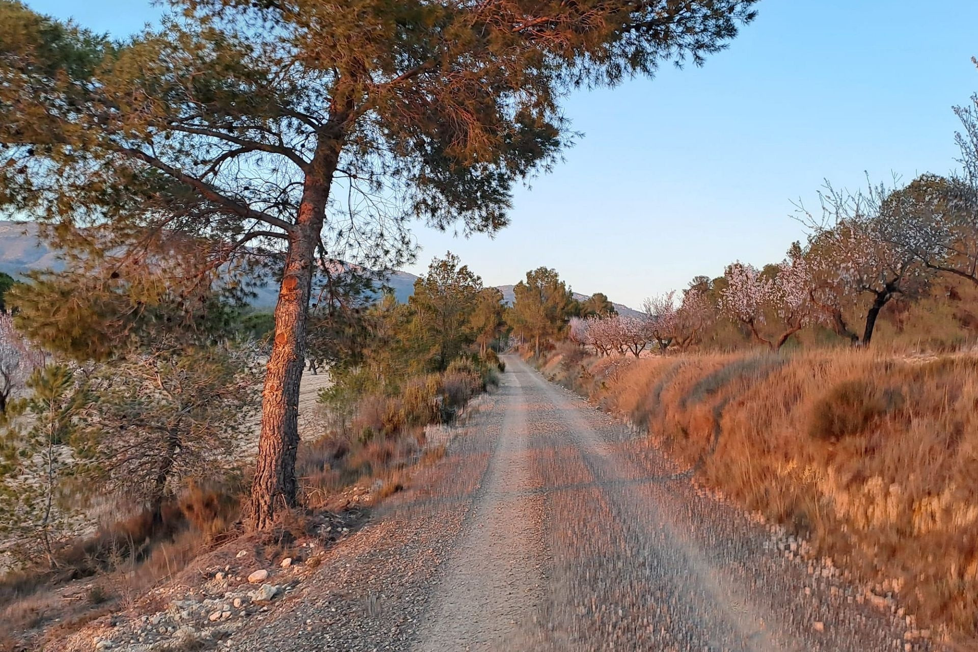 Resale - Finca - Country Property -
Sax